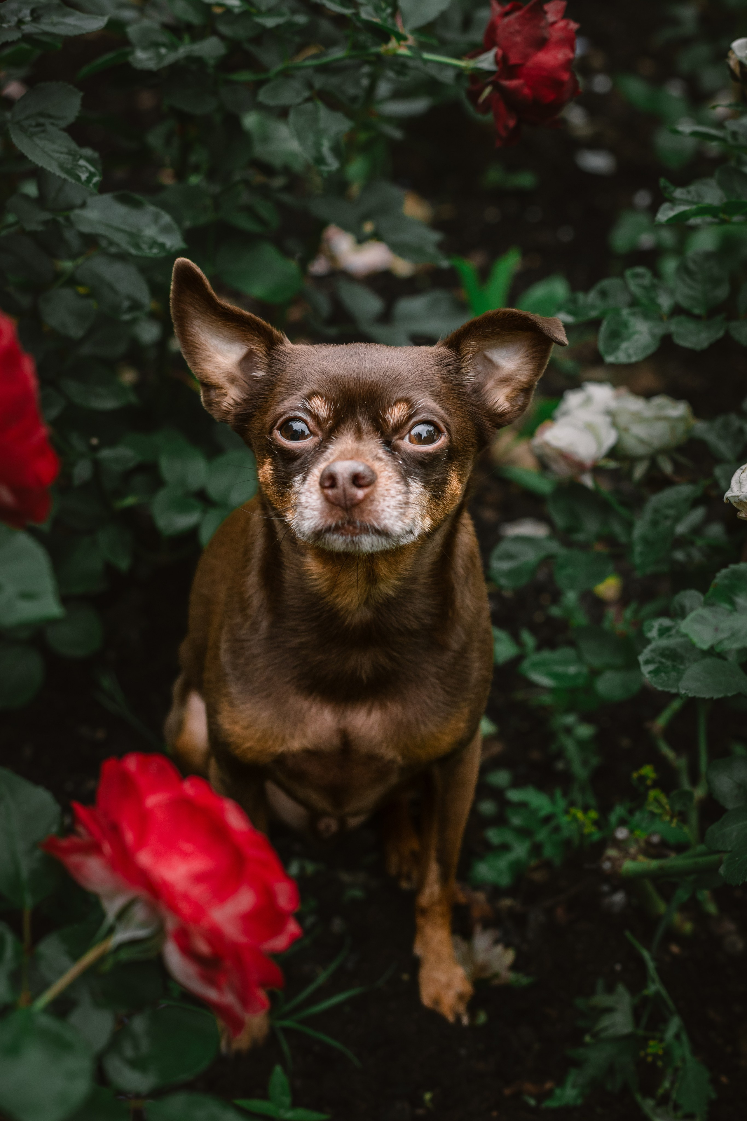 Юля и Леонид. Фотограф-анималист Татьяна Степанова