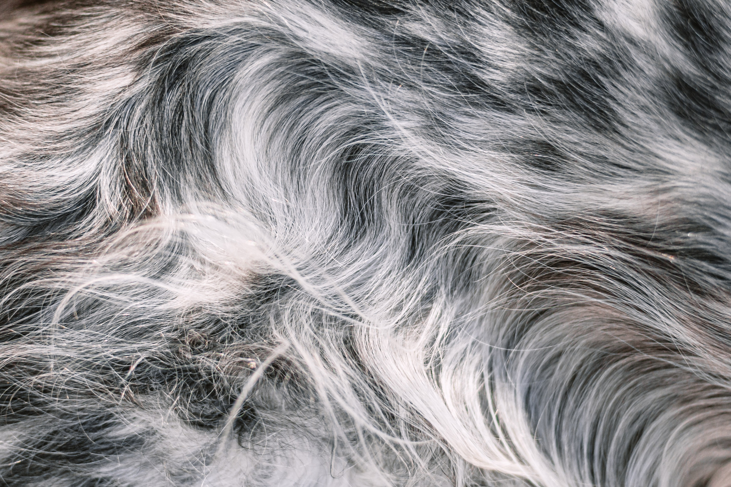 Света, Хайди, Богдана. Фотограф-анималист Татьяна Степанова