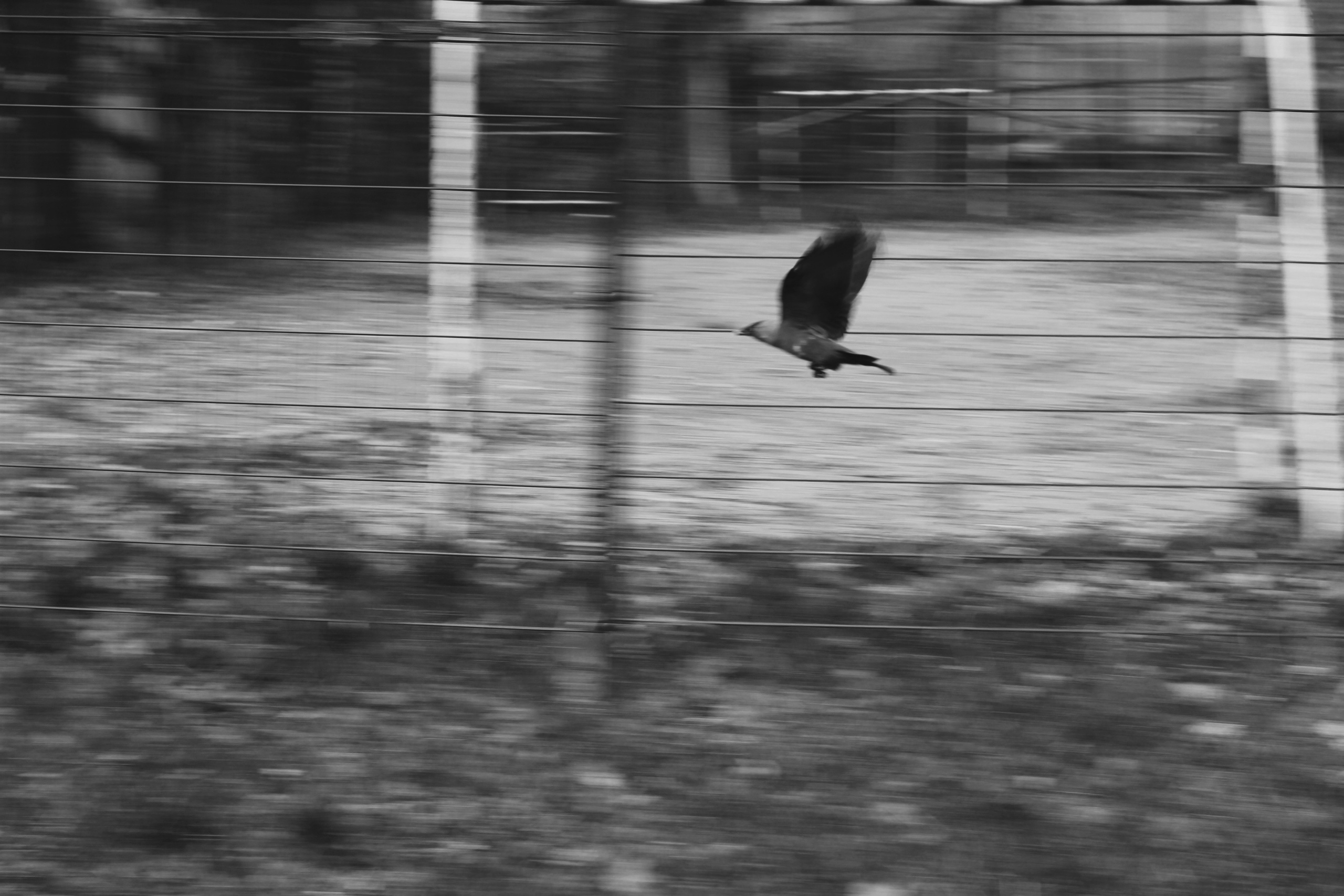 endless season (2019-2020)