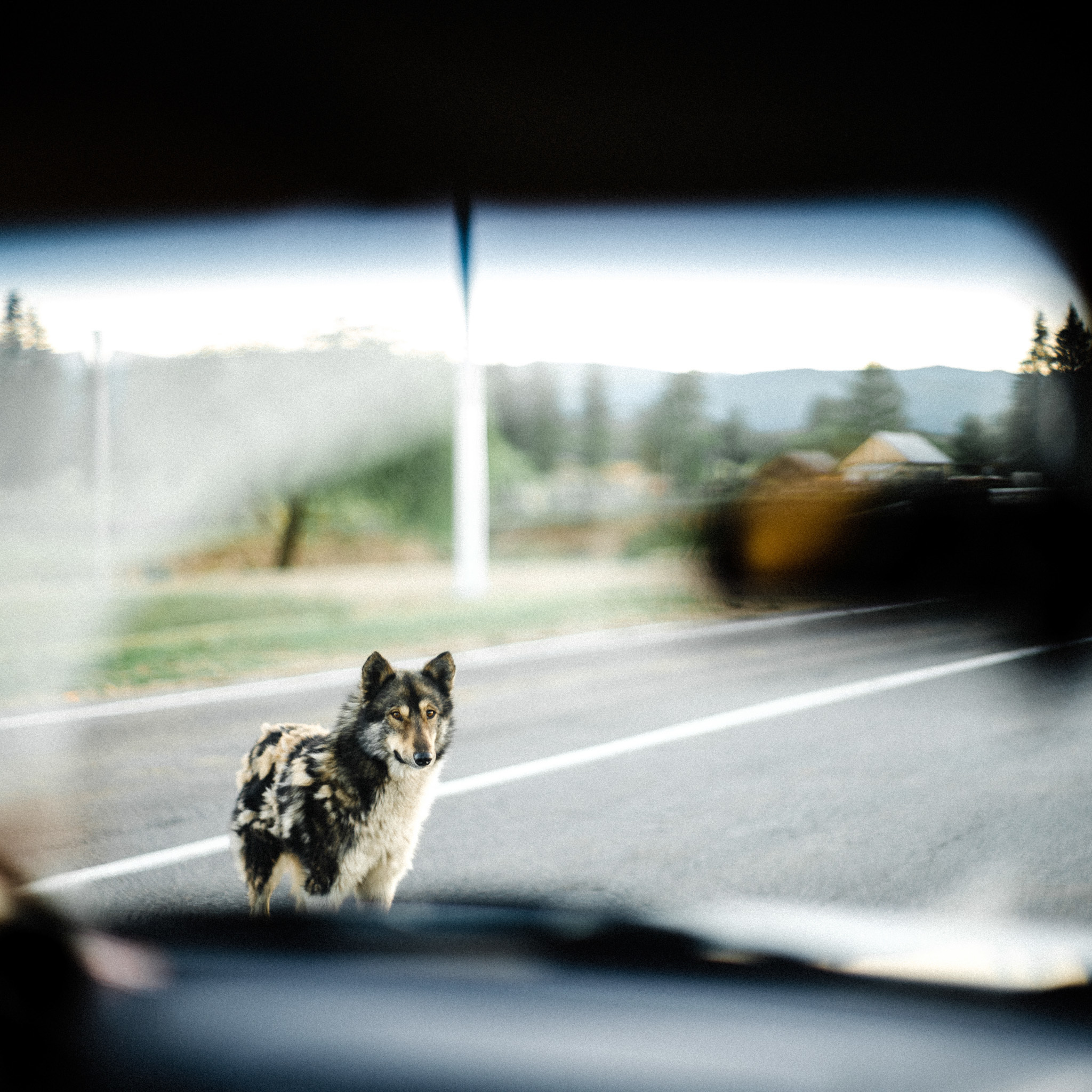 Дмитрий и Елена. Свадебный фотограф в Москве Денис Анурьев