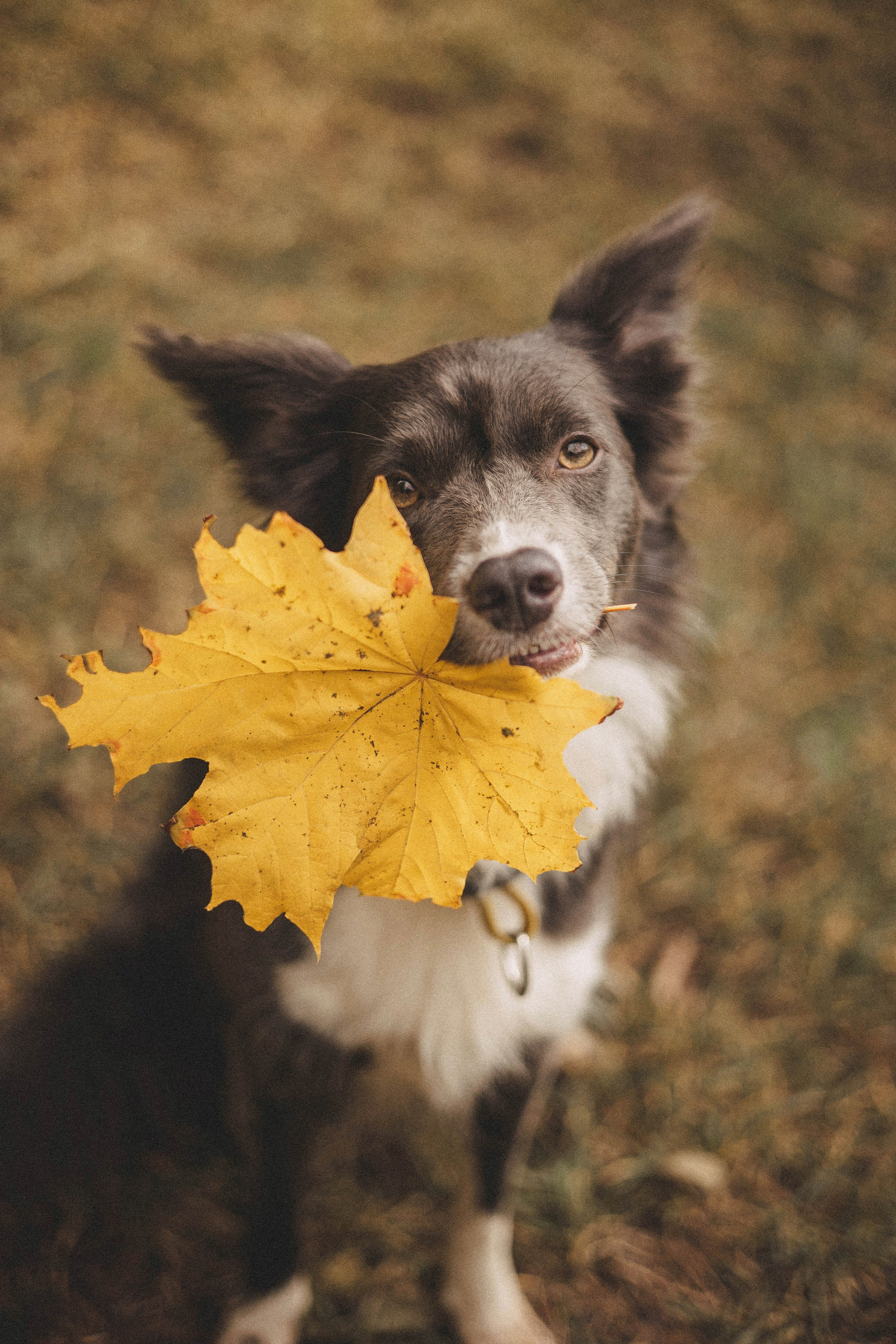 Даша и Дже. Фотограф-анималист Богданова Полина