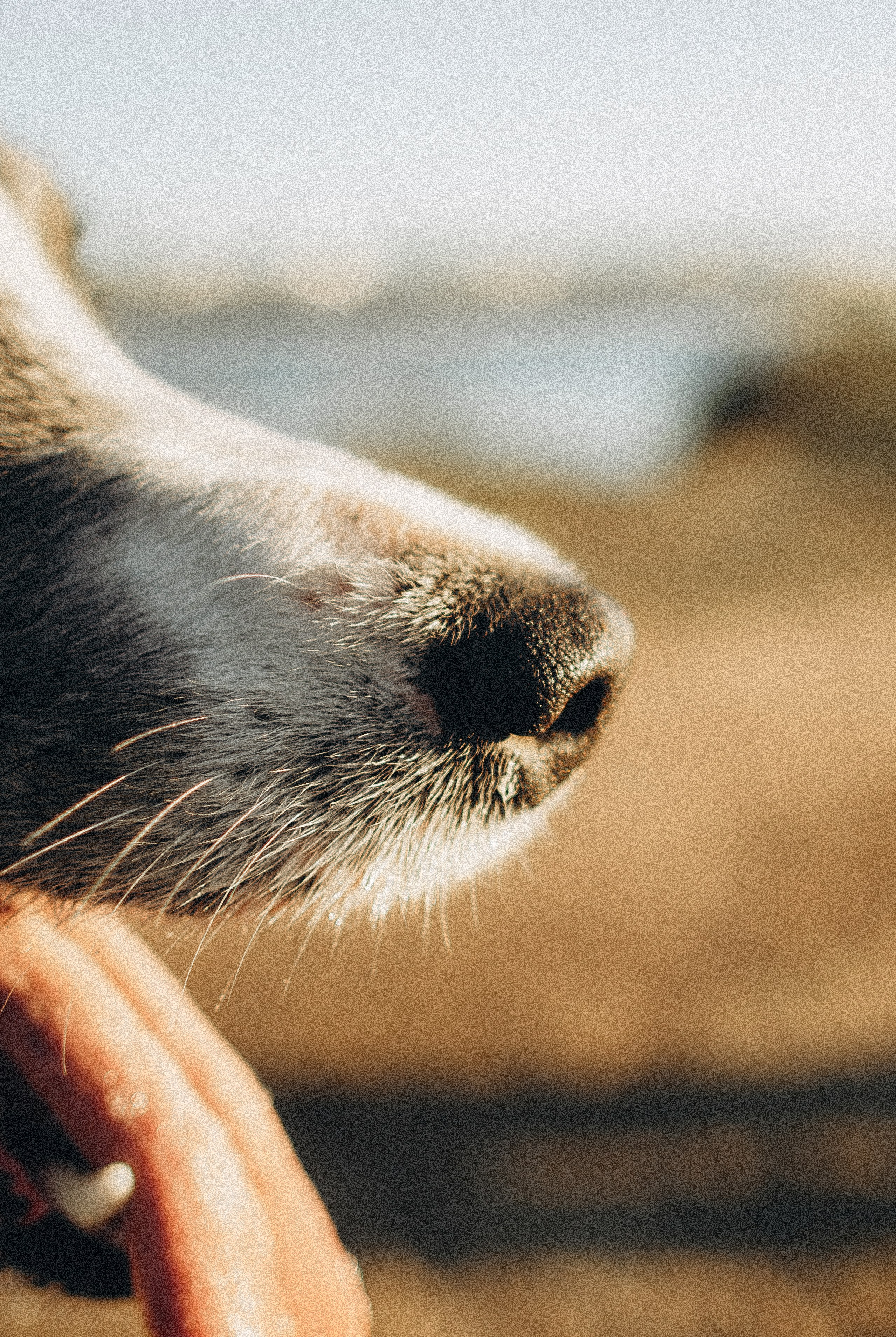 Таня и Бриллиант. Фотограф-анималист Богданова Полина