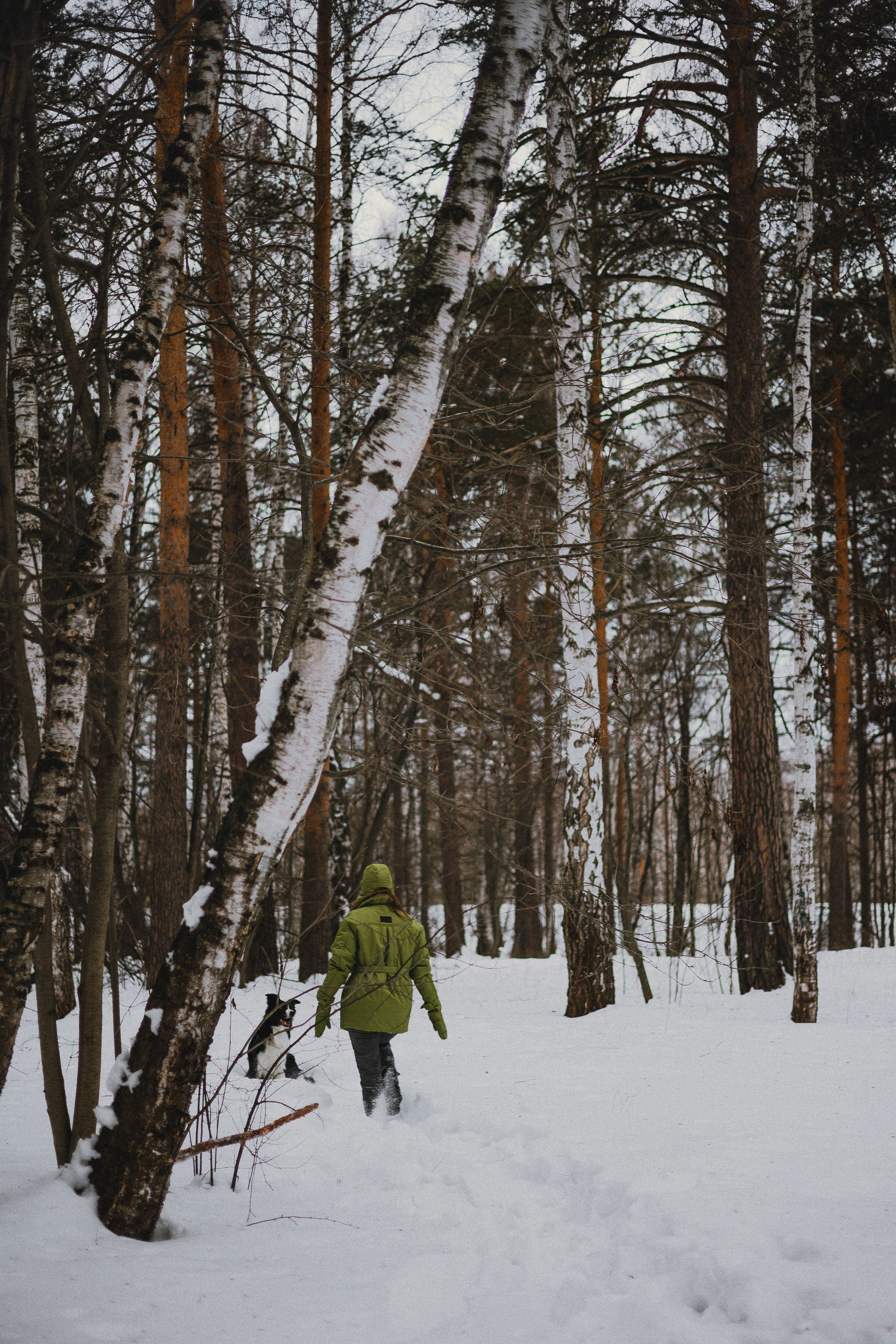 Маша, Рэм и Ньютон. Фотограф-анималист Богданова Полина