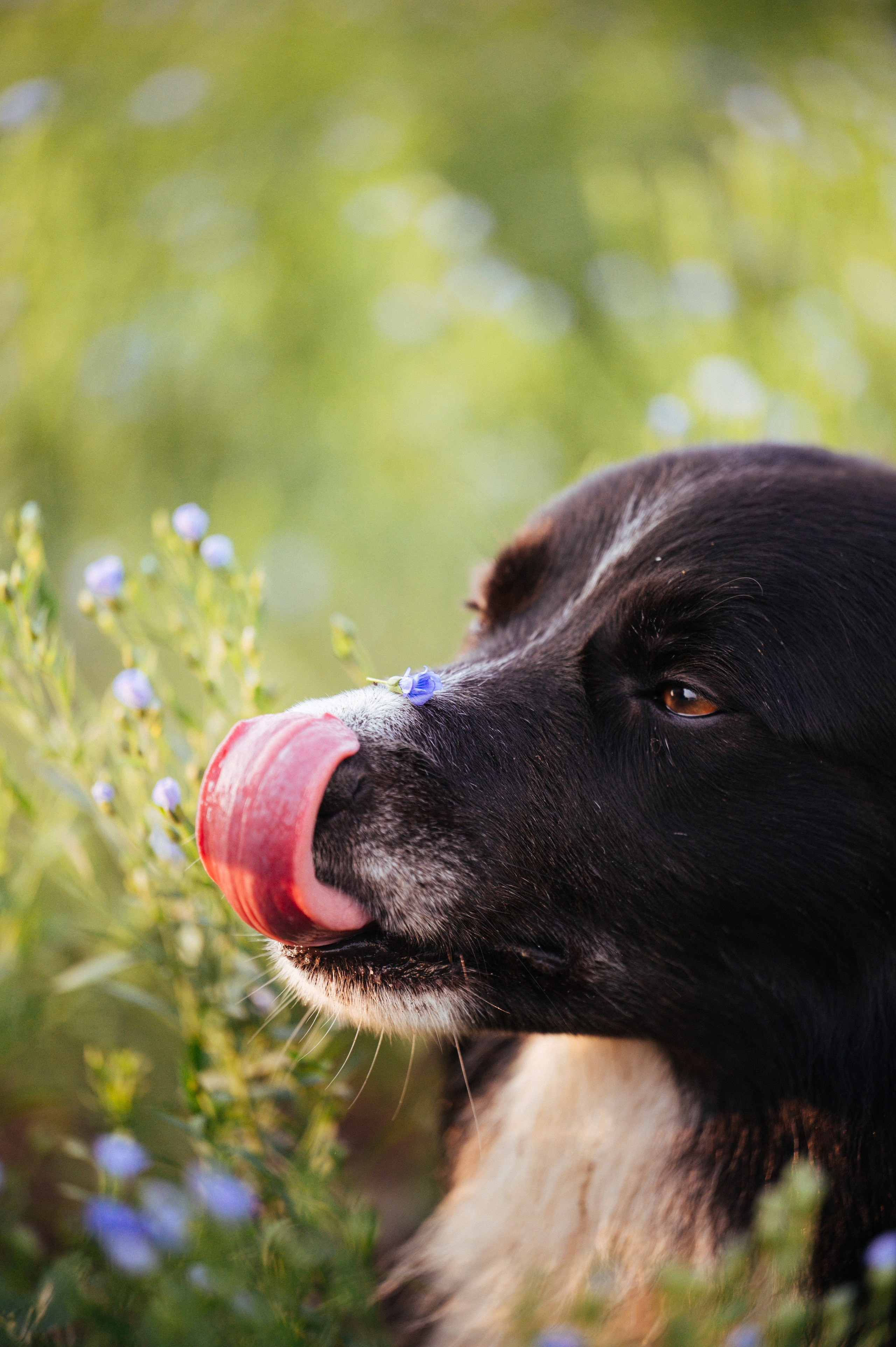 Прогулка на рассвете с бордер-колли. Фотограф в Ростове —на — Дону