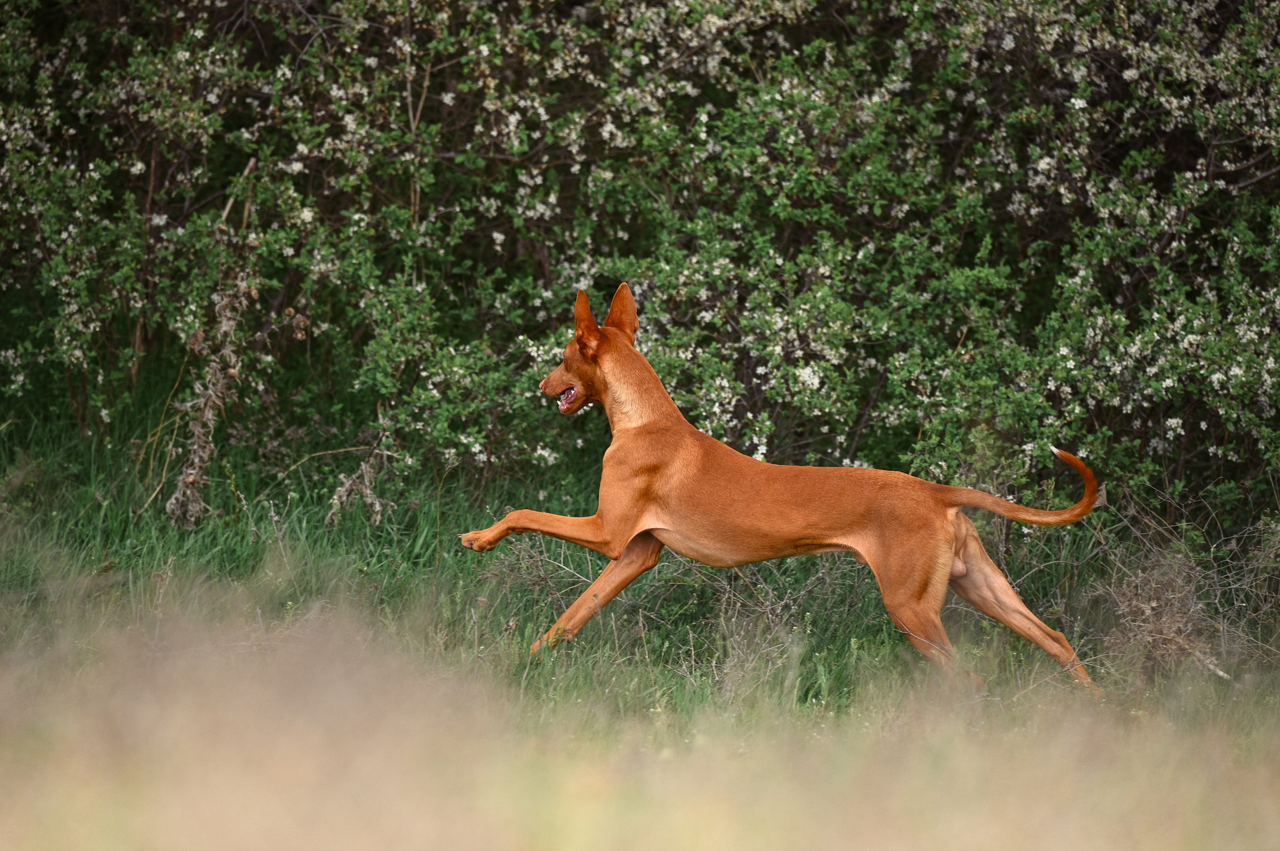 Фараонова собака Ромарио. Фотограф в Ростове —на — Дону