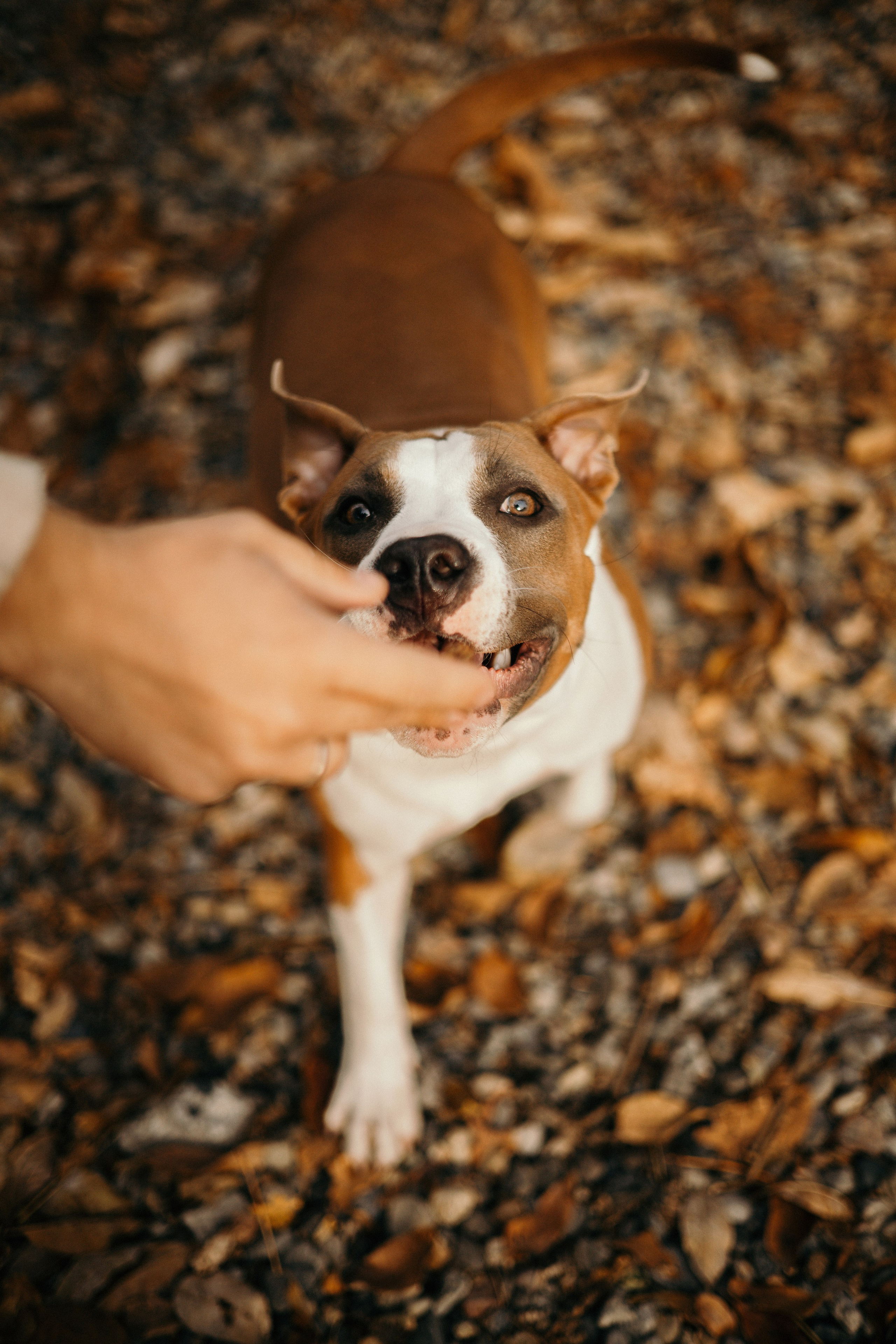 Лаффи и ее семья. Фотограф — анималист Владивосток, Алина