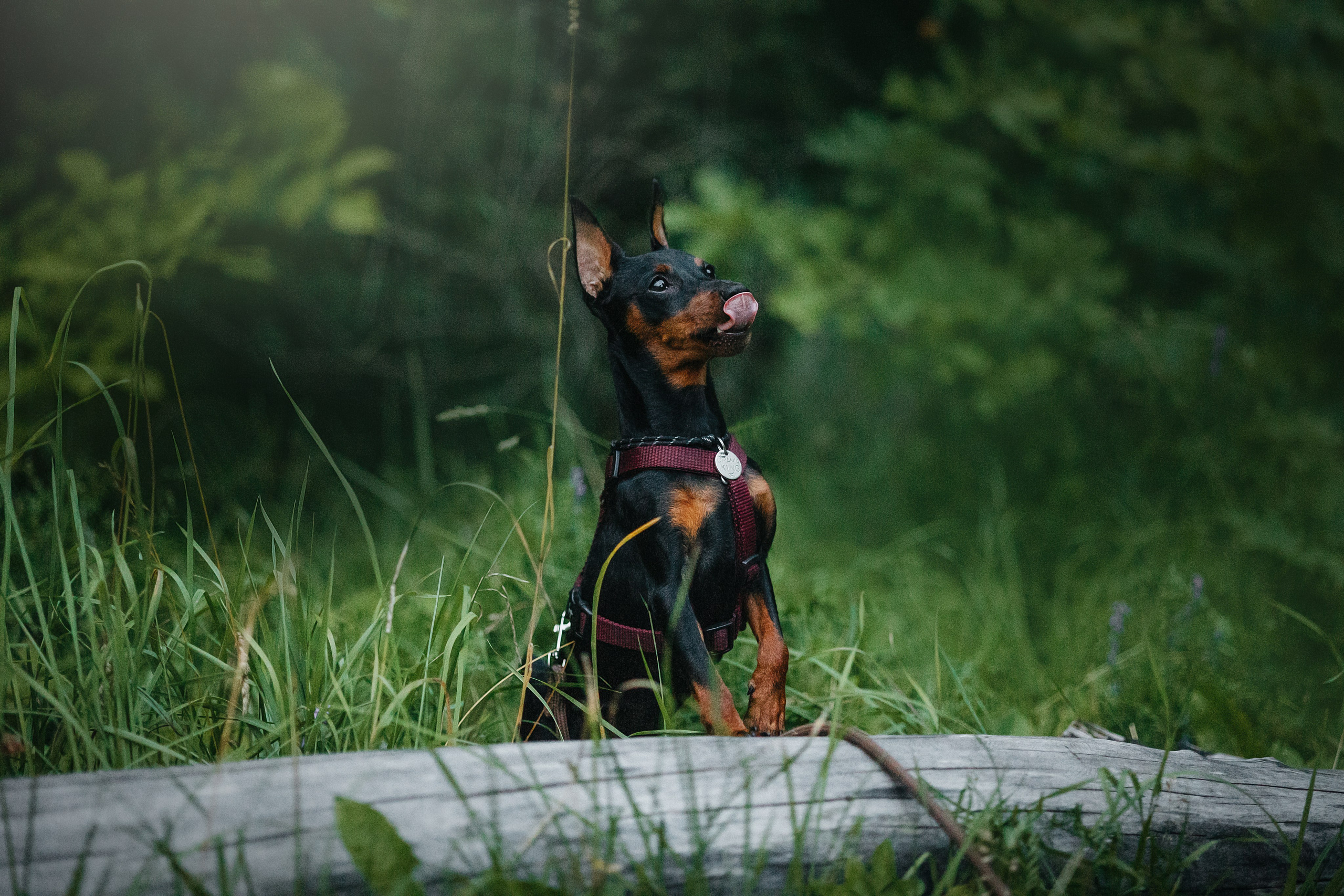 Сириус и его семья. Фотограф — Анималист | Санкт-Петербург