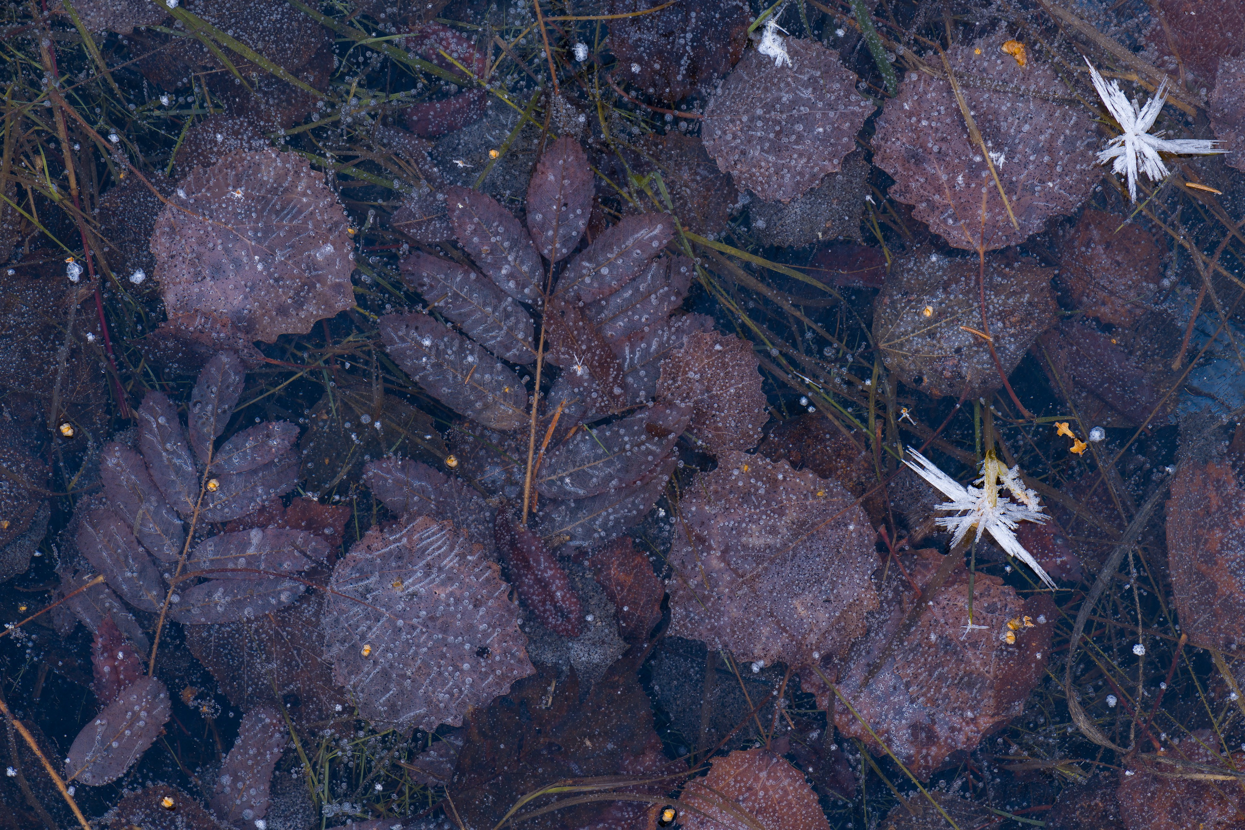Könkäänsaari. Северные Ночи