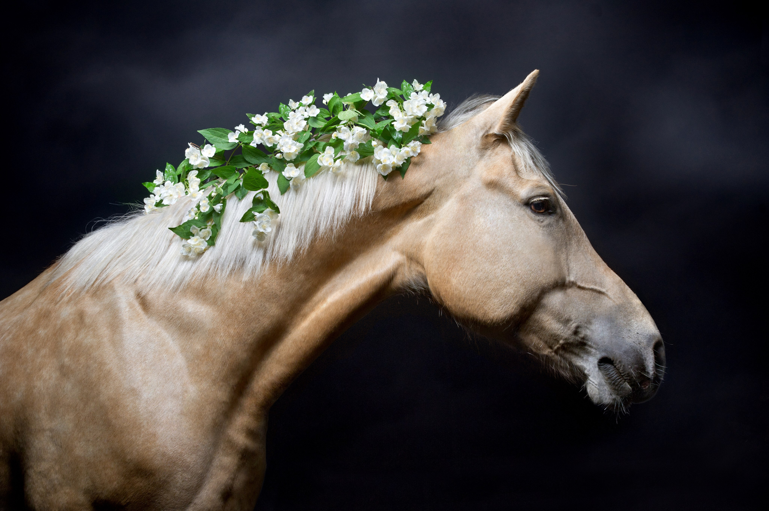 Лошади в студии. Лана Петрова, фотограф