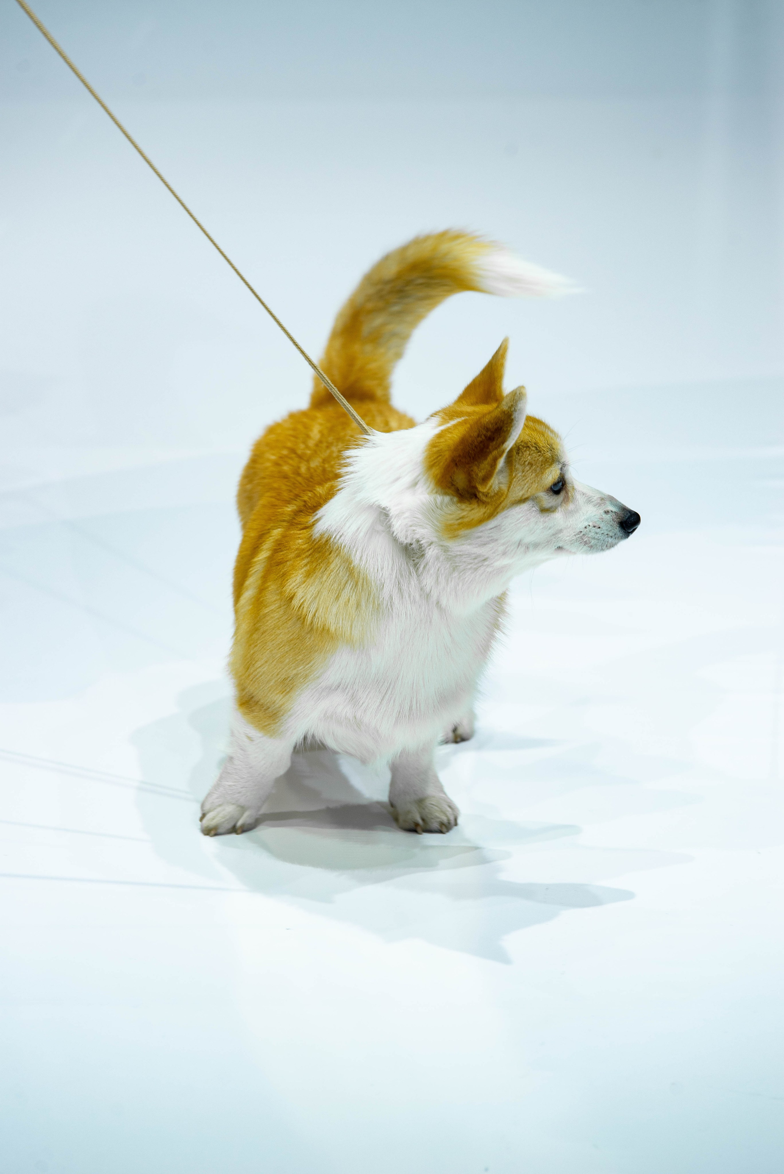 Надежда Шибина MFW. Главная