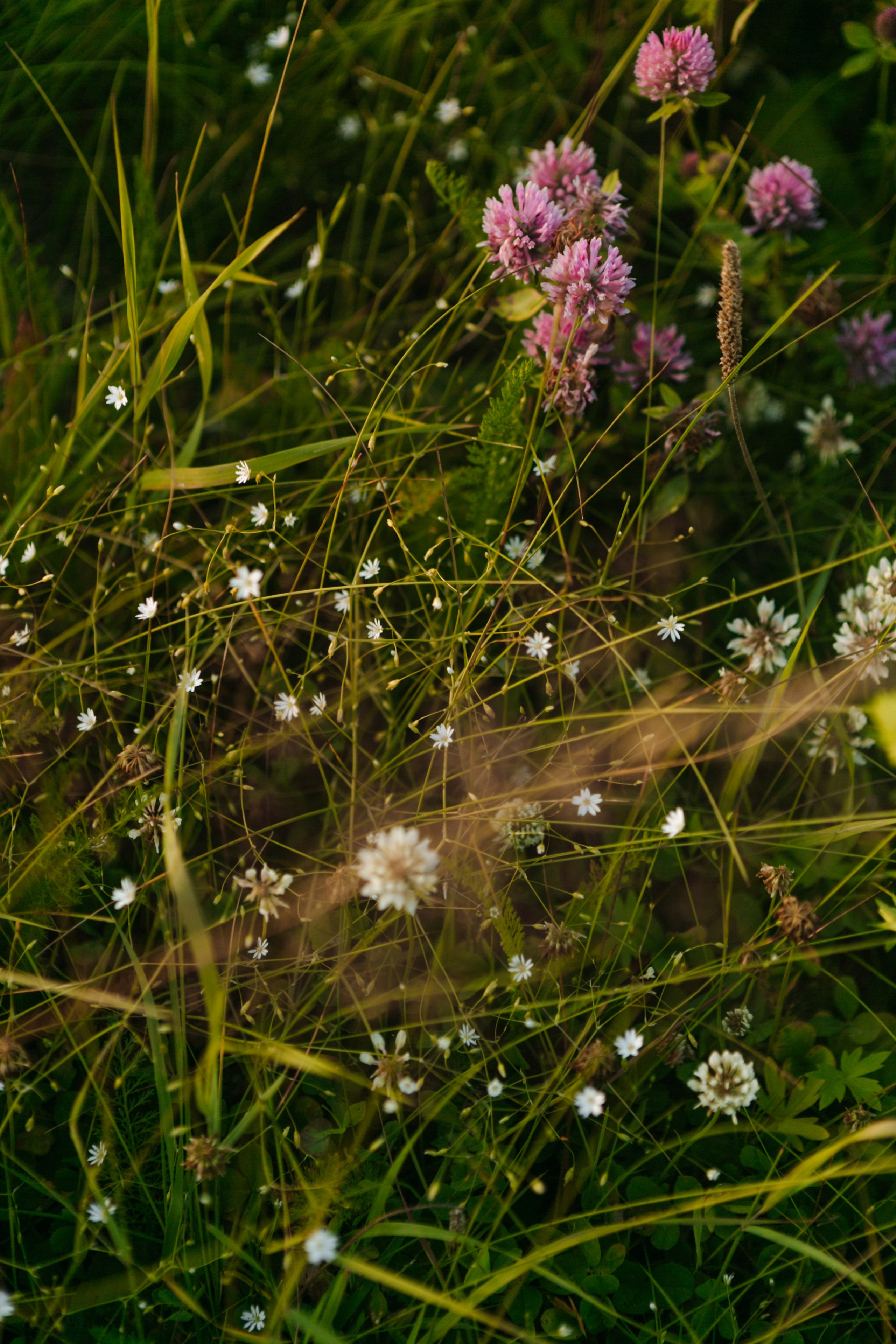 «Летний закат». Фотограф в Ухте