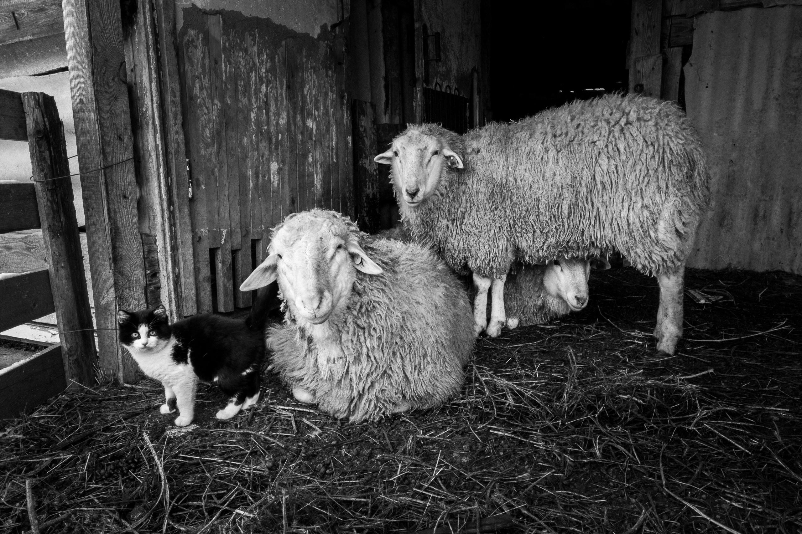 Ферма. Фотограф Антон Денисенко: Портрет, Документалистика, Пейзаж. Москва