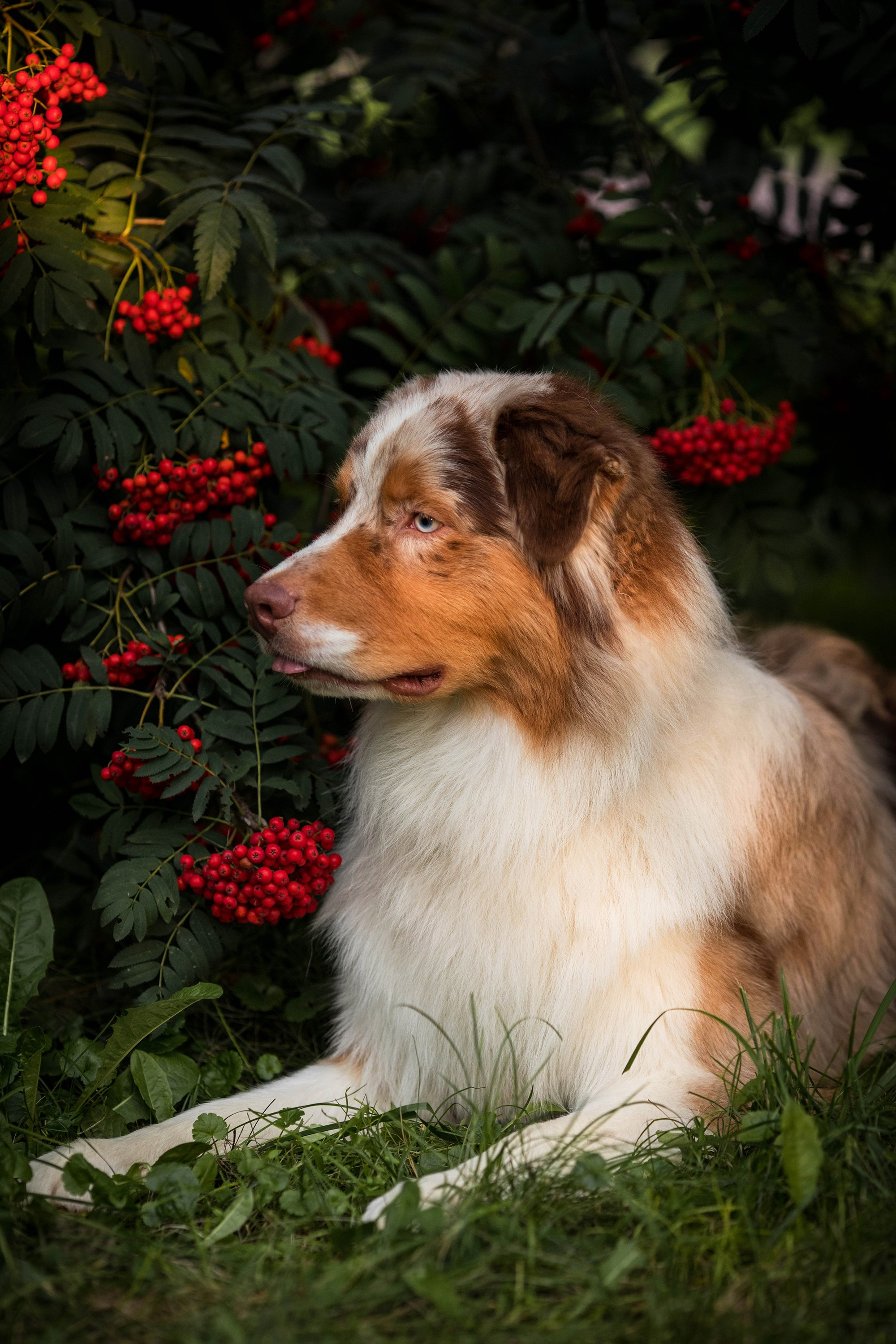 Съемка животных. Конный фотограф в Челябинске Стромова Ольга