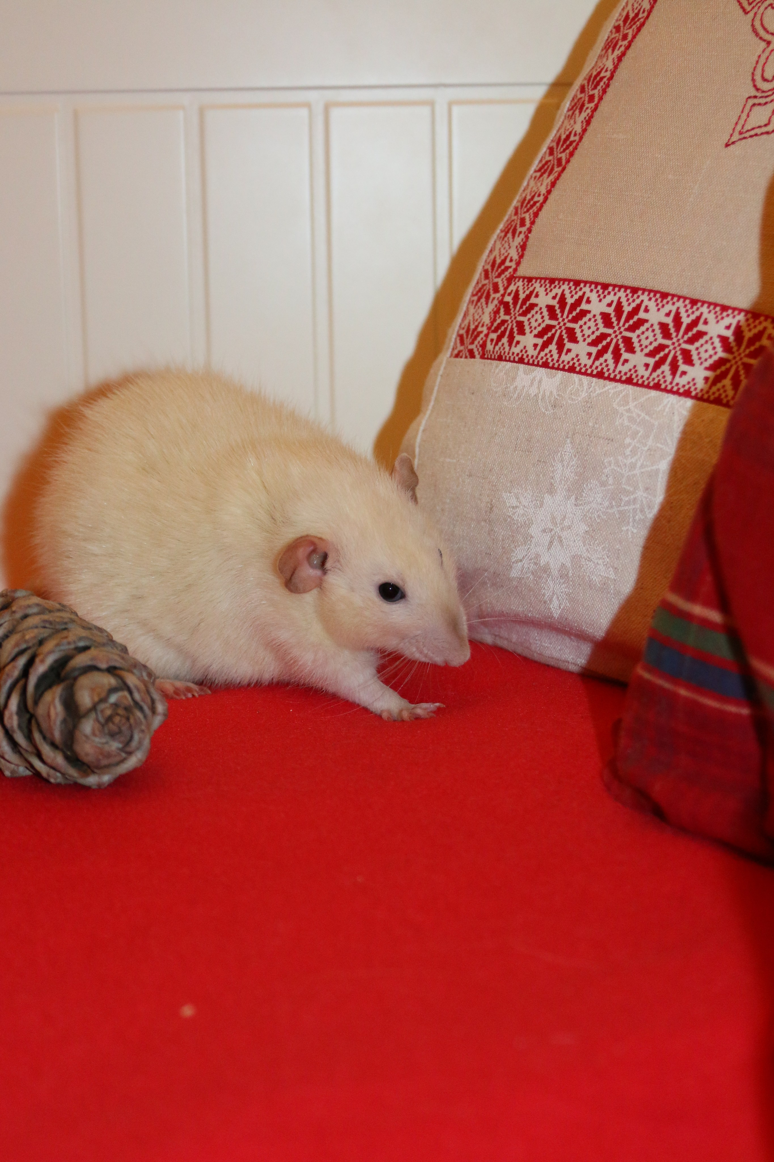 Съемка с питомцем