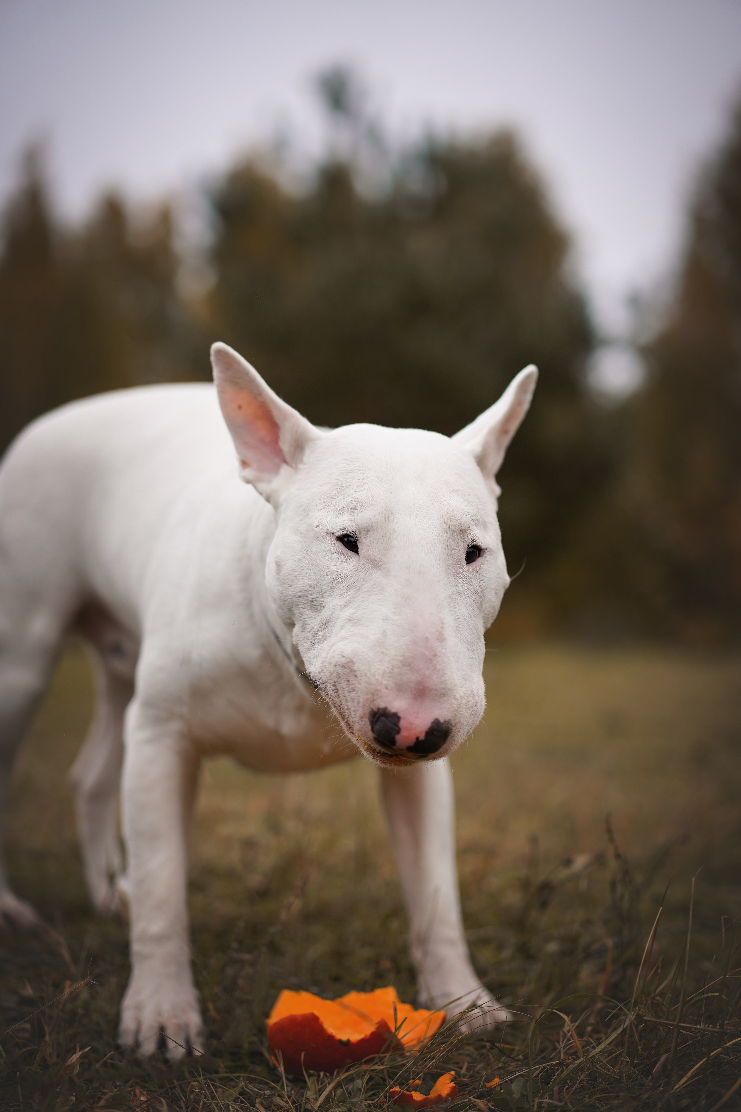Настя Рома и Сахар Хелоуин. Фотограф-анималист в Санкт-Петербурге Яна Мартынова