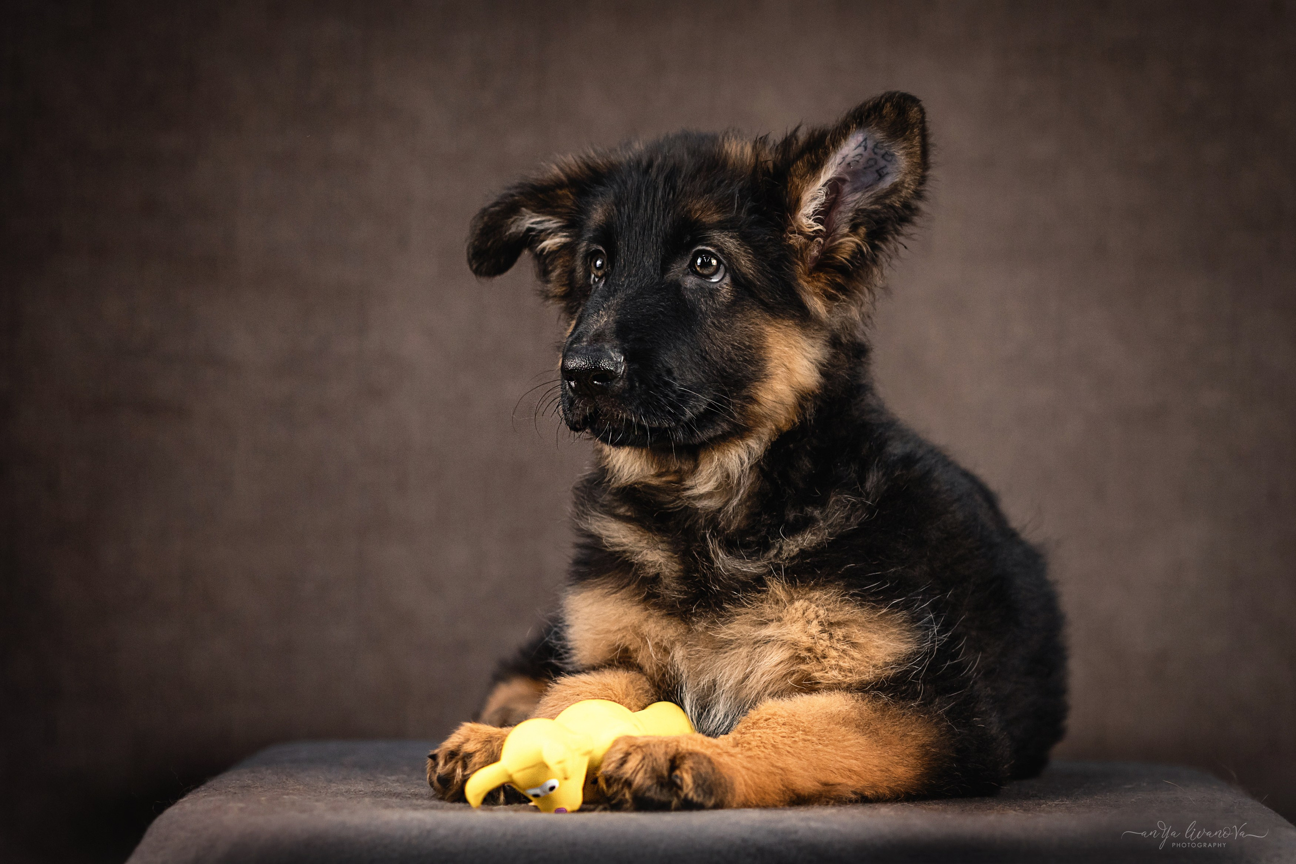 Овчарята. Фотограф анималист Аня Ливанова | Рыбинск