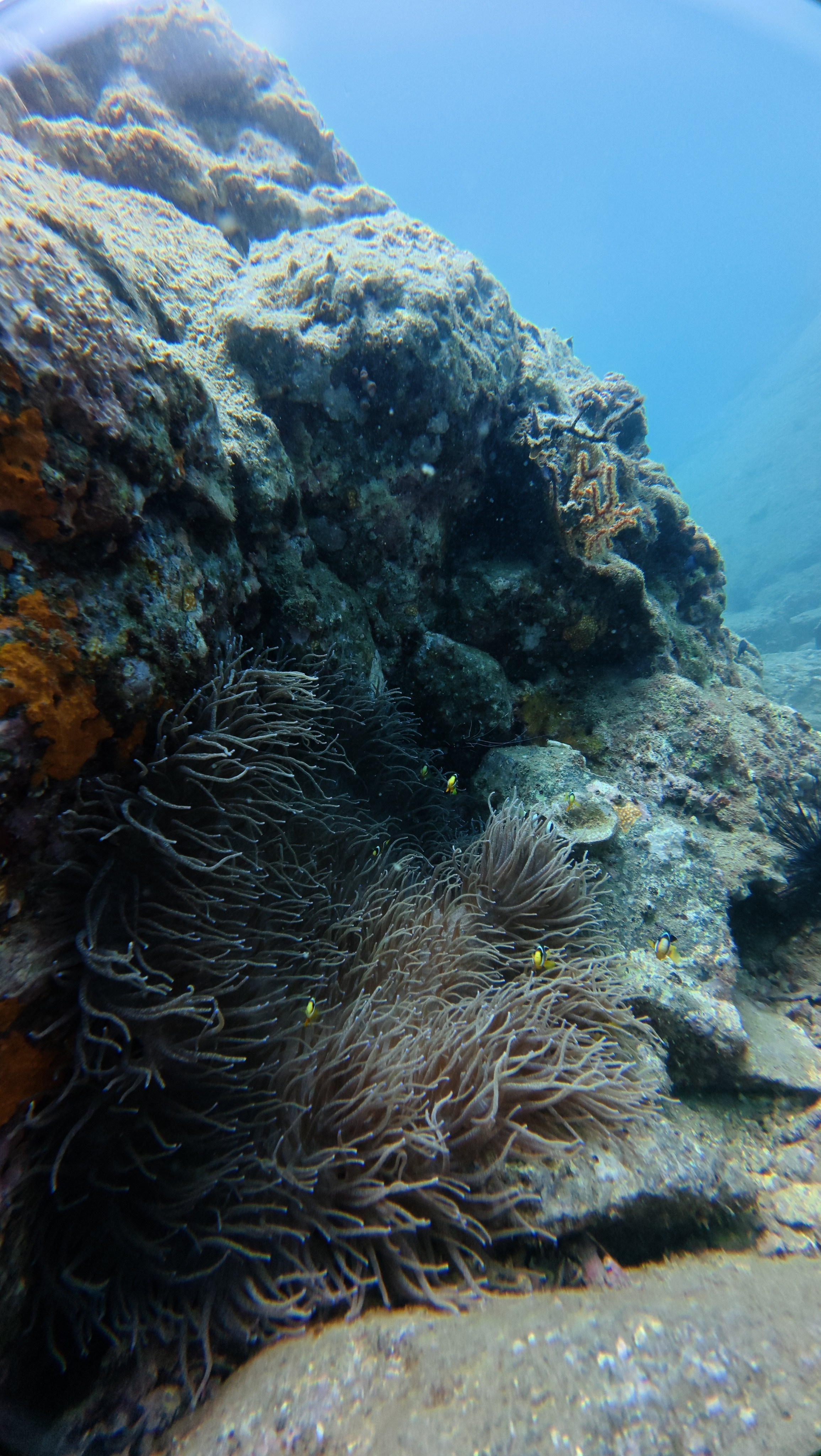 Галерея. Дайвинг во Вьетнаме
