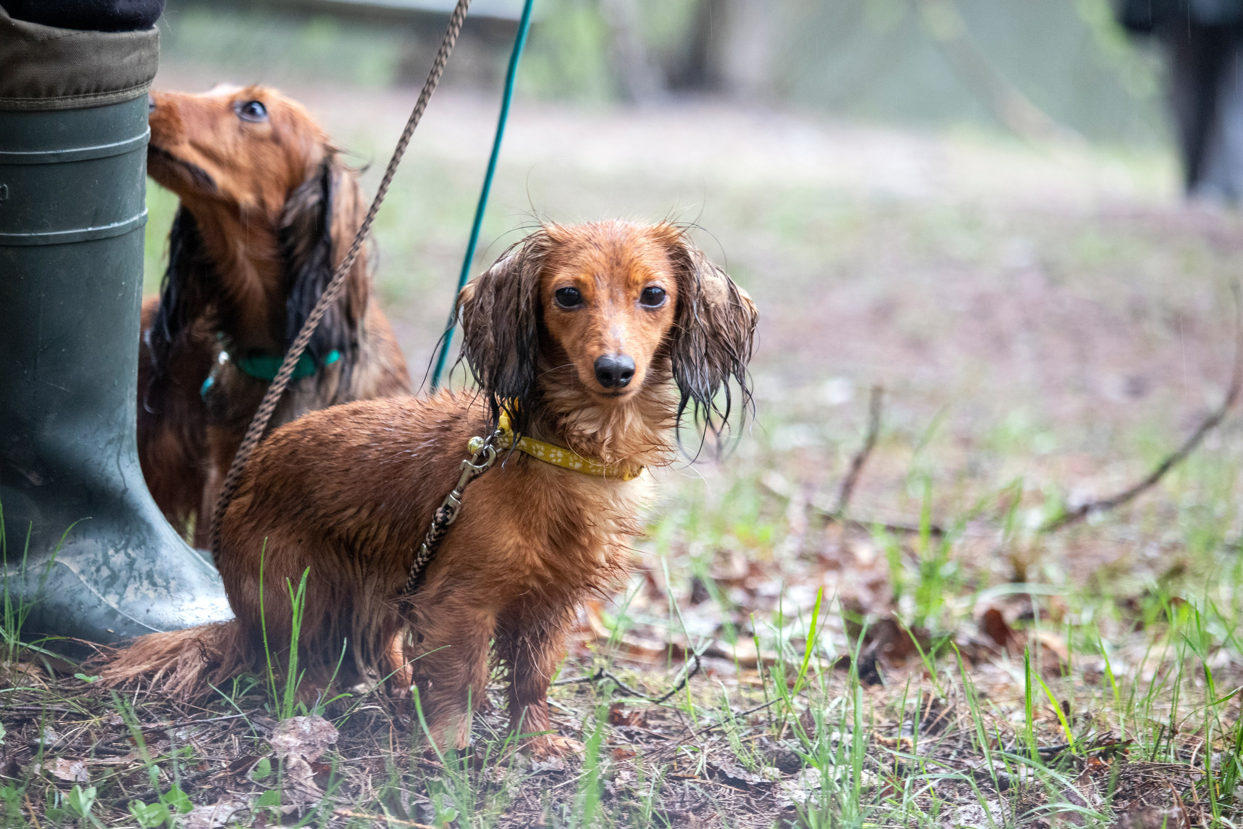 Собаки. Фотограф в Вязьме
