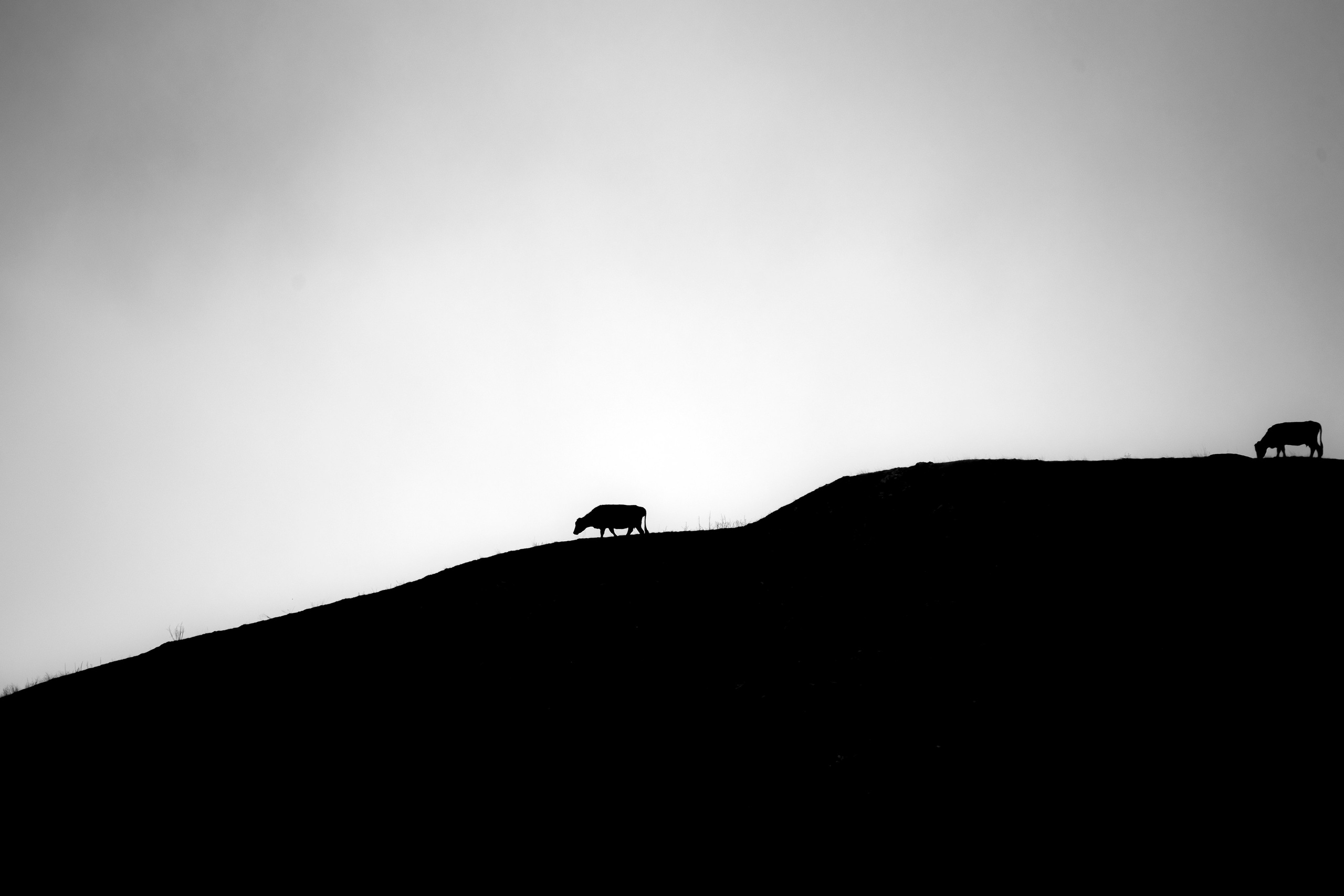 Ч.б. фотографии. Фотографии Лены Соколовой