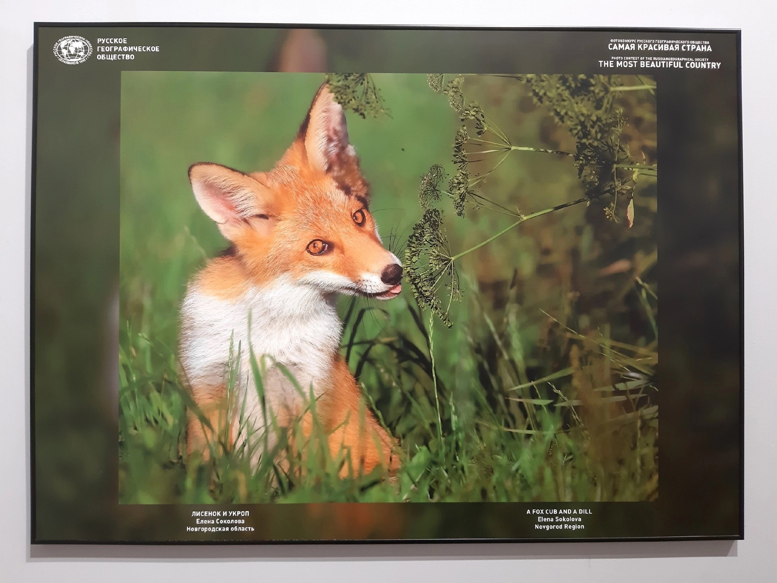 Лисёнок и укроп на фестивале «Первозданная Россия» в Новой Третьяковке. Фотографии Лены Соколовой