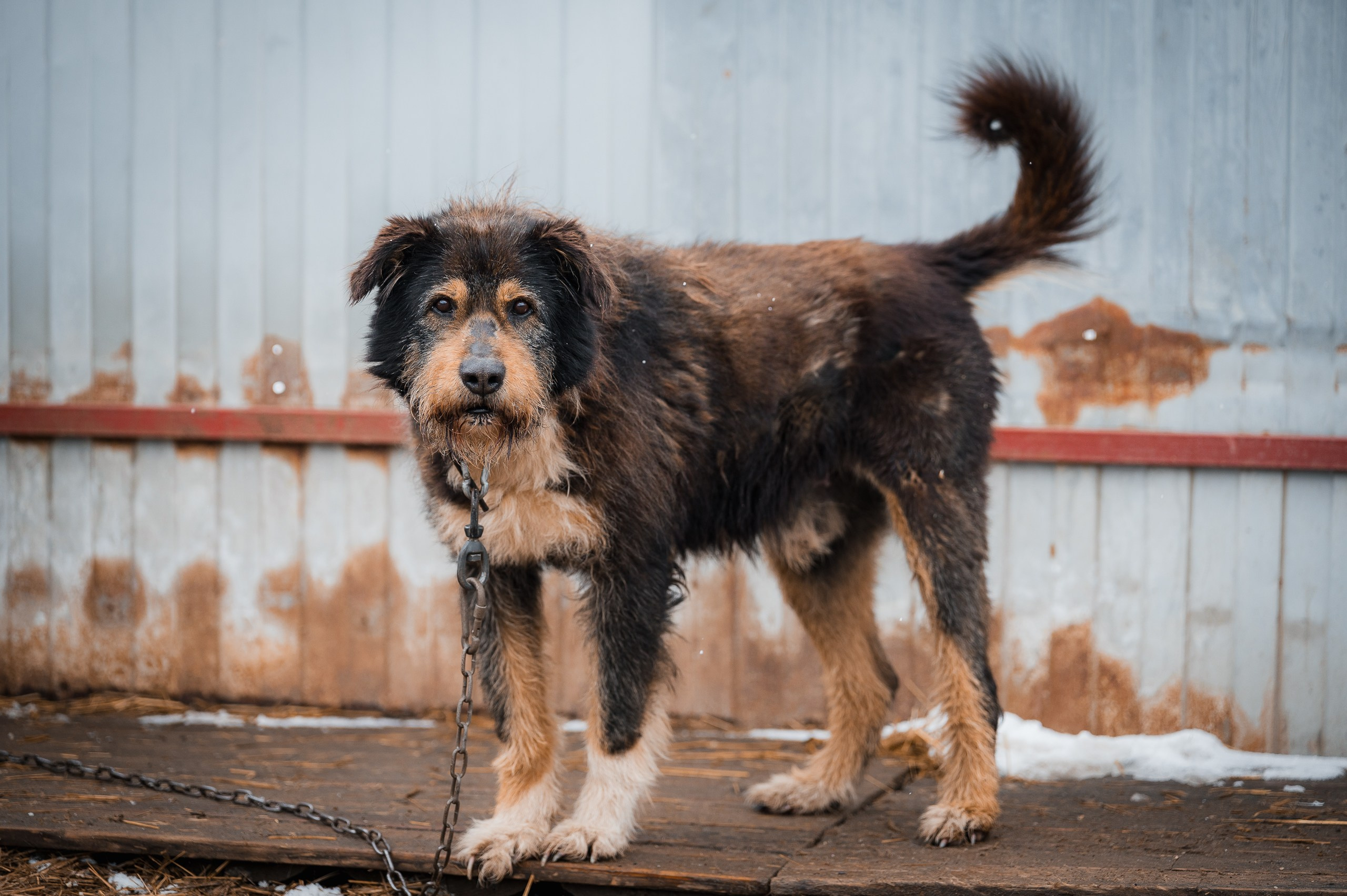 Грей. Улыбка собаки — спасение и пристройство бездомных собак