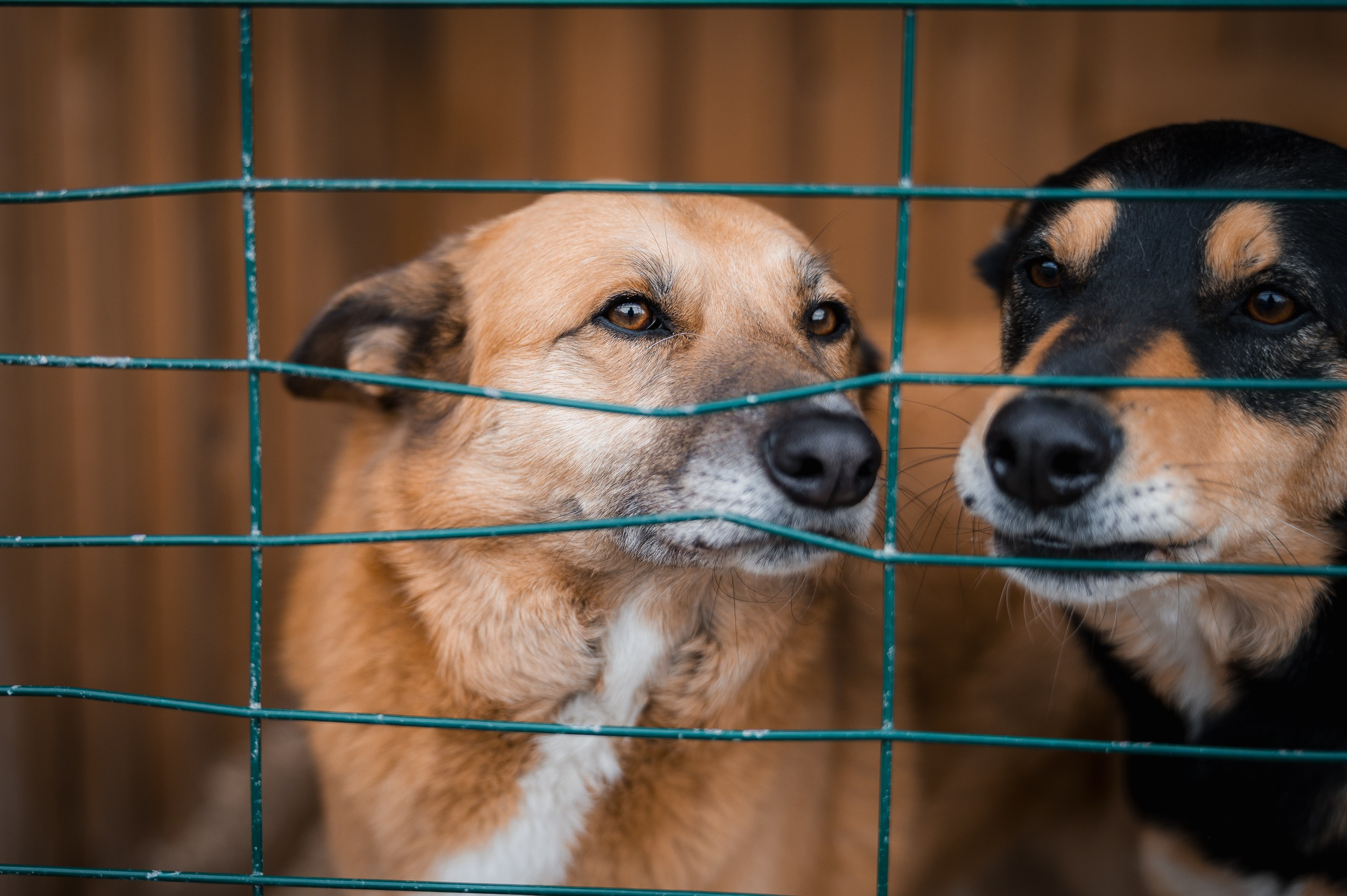 Эльза. Улыбка собаки — спасение и пристройство бездомных собак