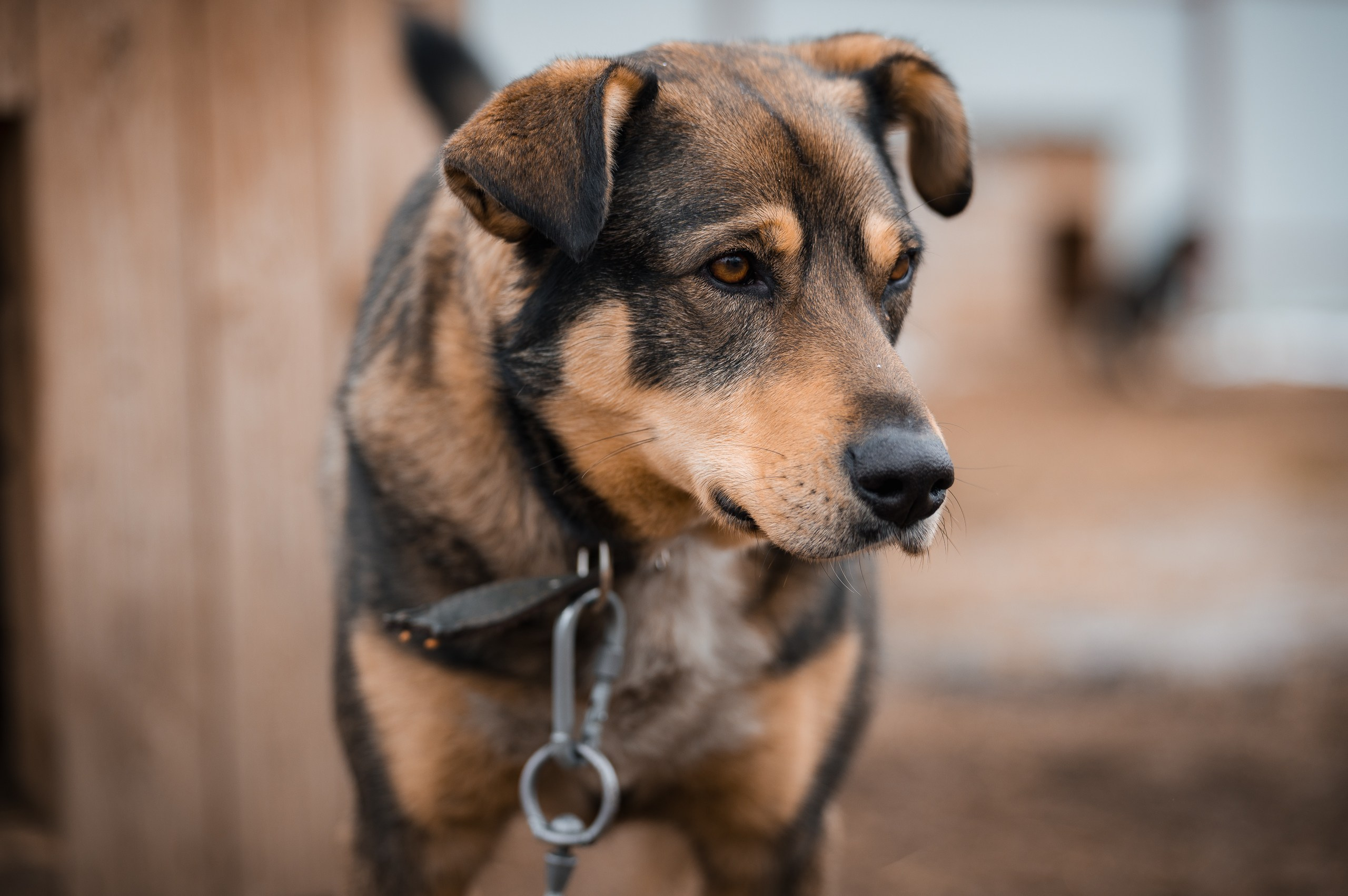Шейла. Улыбка собаки — спасение и пристройство бездомных собак