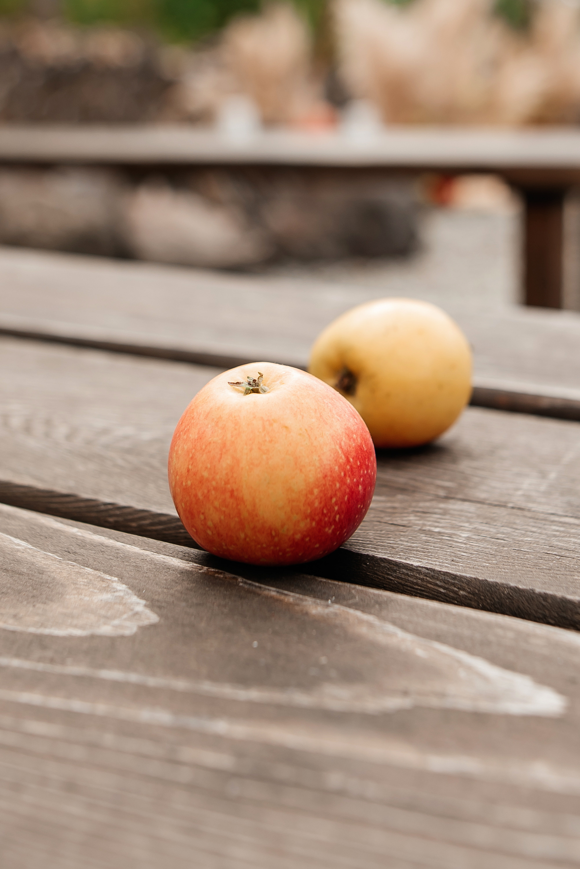 Свадебная съемка осенью в лесной локации. Свадебный фотограф Елена Рякина