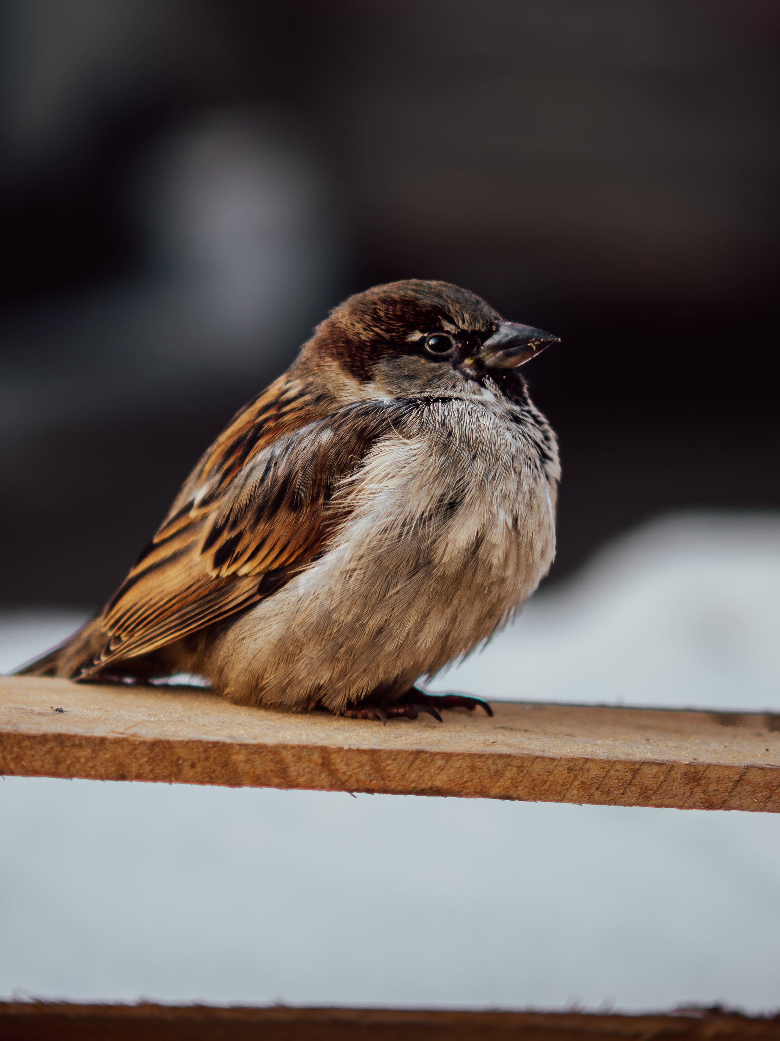 Воробьи. Профессиональная фотография от VladEstaf_StyloQArt: портреты, репортажи, семья