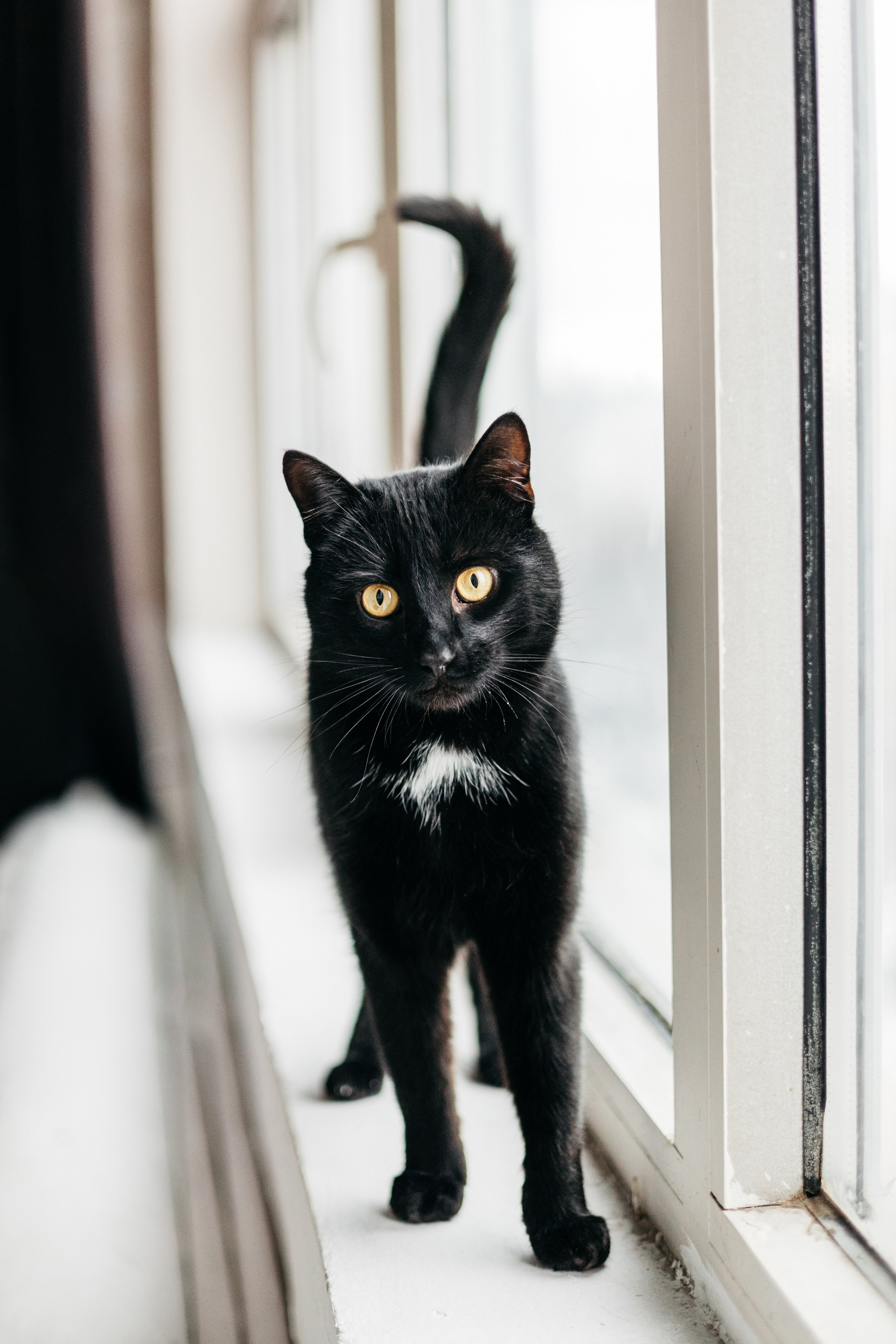 Кузя. Фотограф-анималист Елена Радченко, Москва