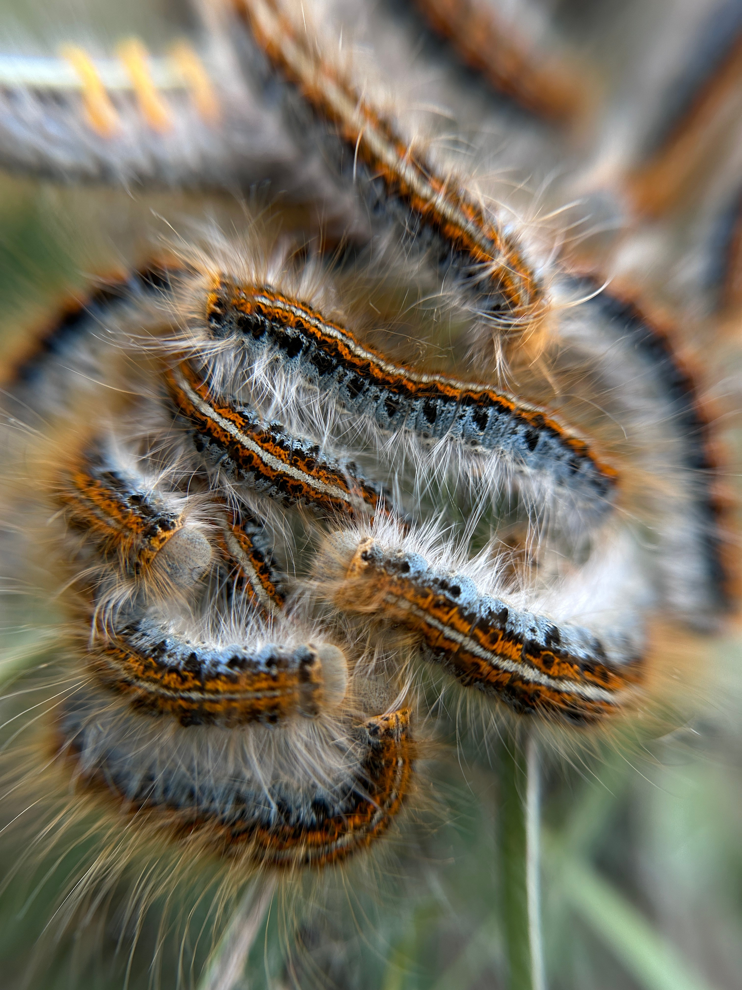 Макро любовь. Смотри, красота!