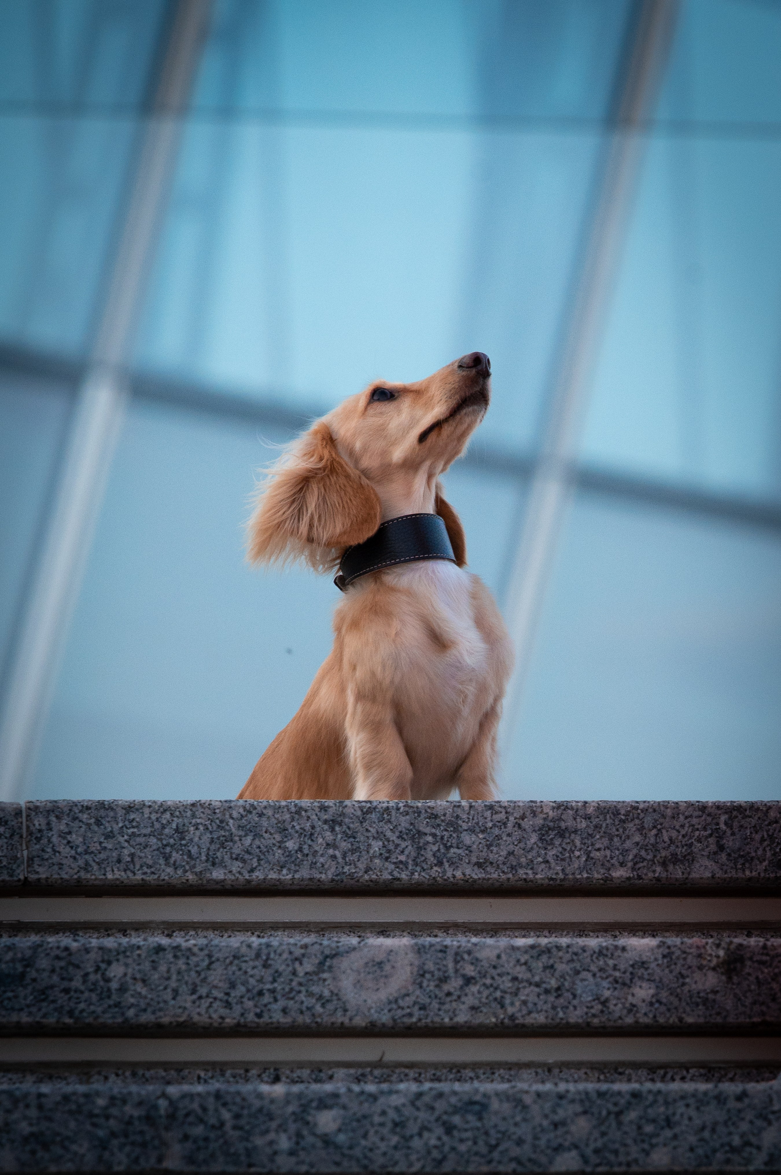 Собаки. Фотограф-анималист в Санкт-Петербурге Анастасия Иванова