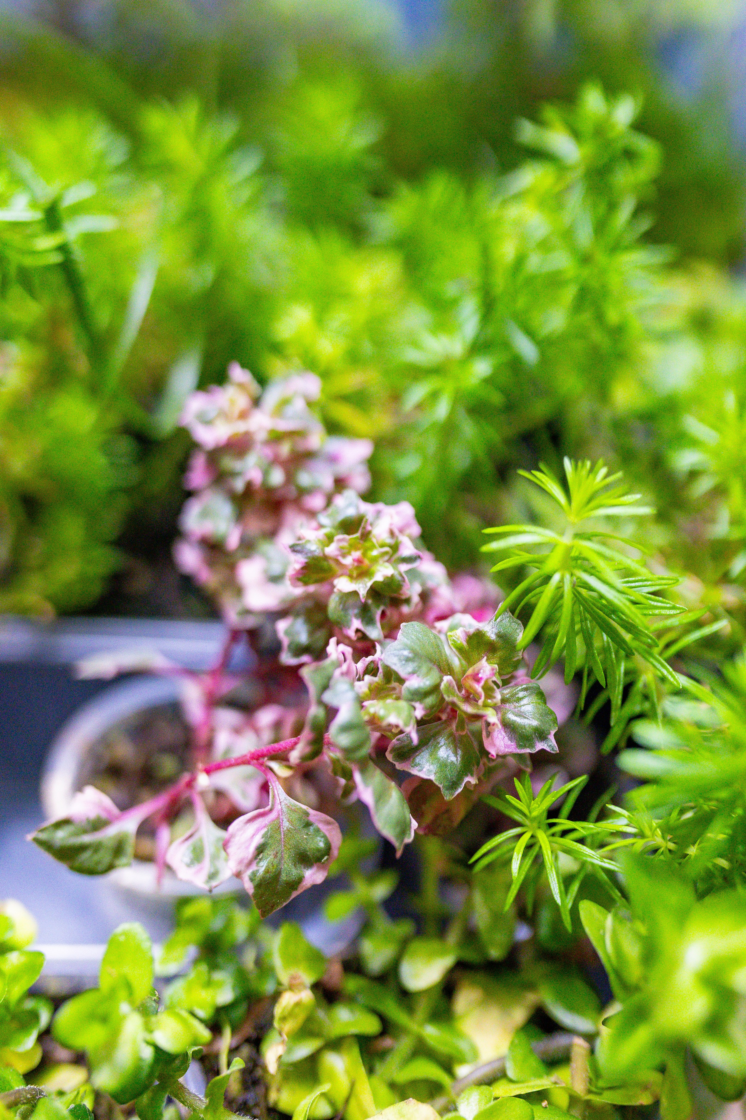 Орхидиум сентябрь 2025. Александра Куликова фотограф, Москва