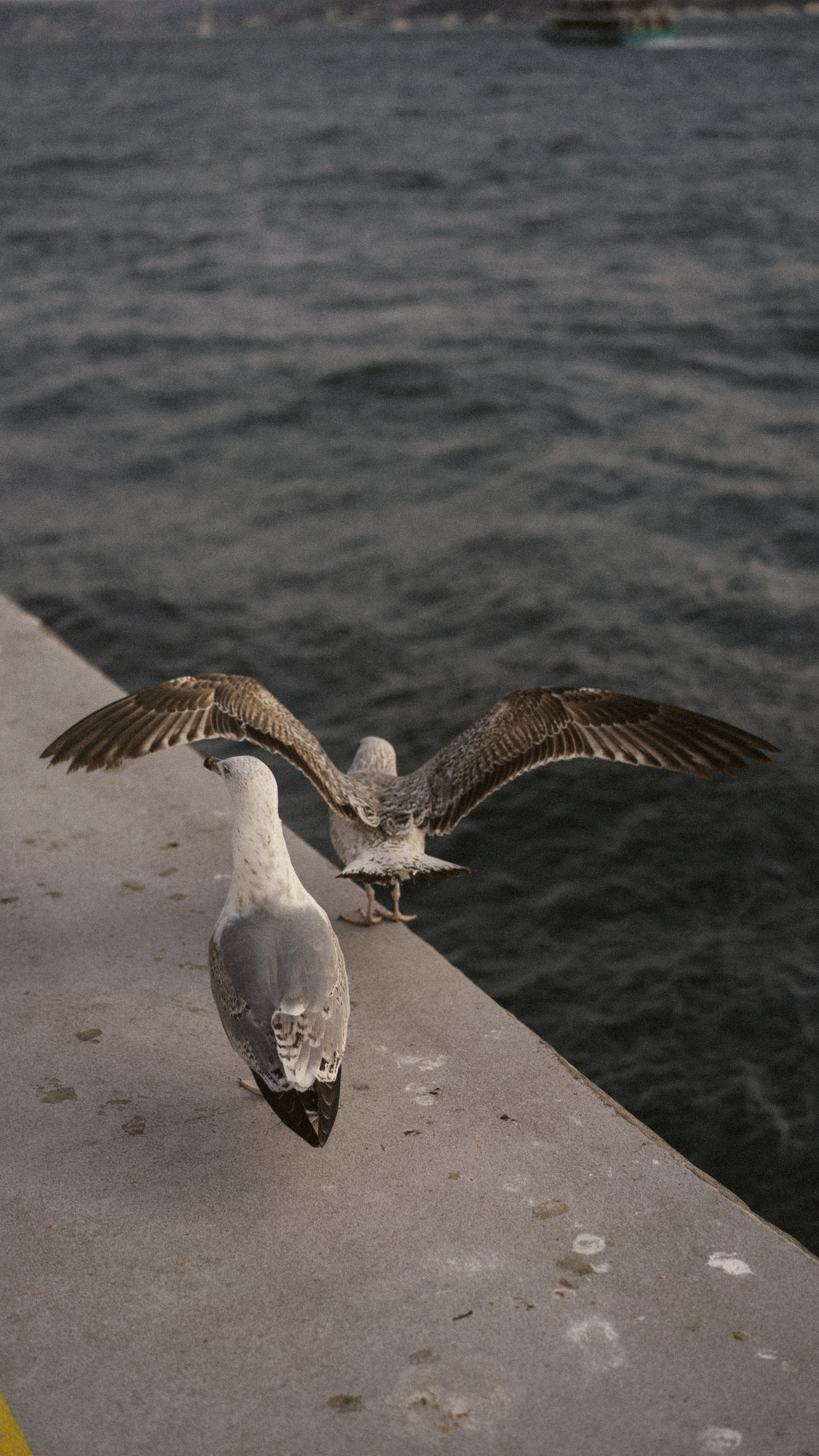 Istambul Jan 2025. MadGoose — Street photographer