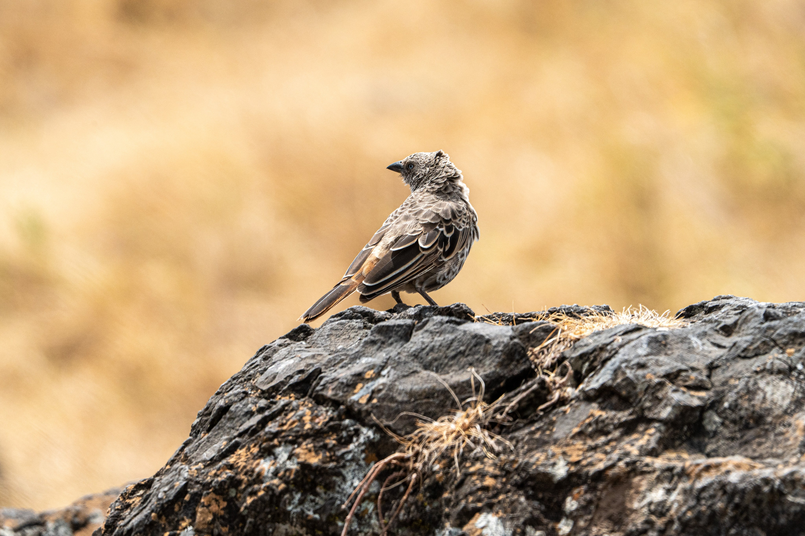 Танзания, сафари, 2025. Творческие сьемки