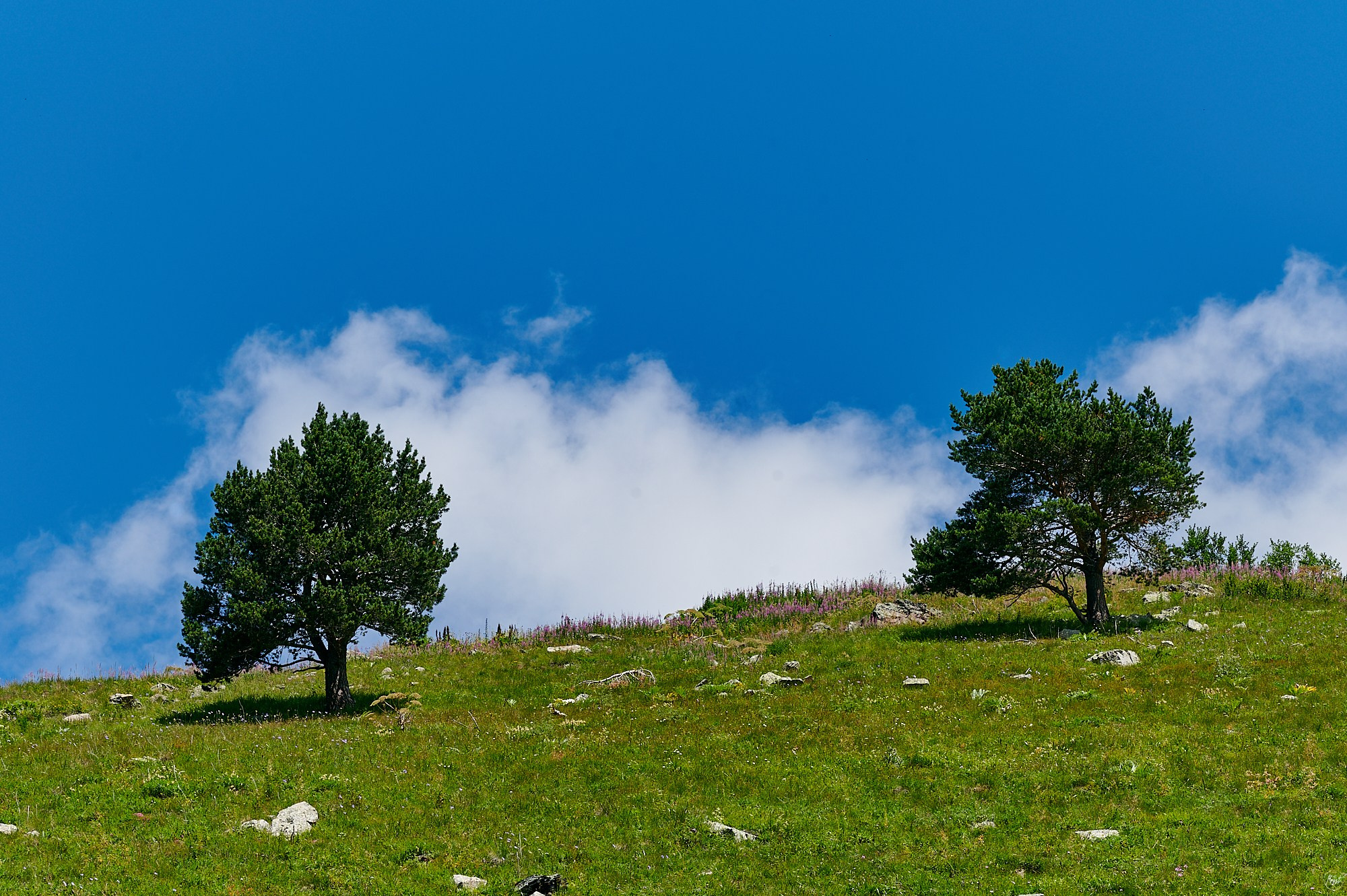 Домбай август 2024. Фотографии отовсюду и обо всем