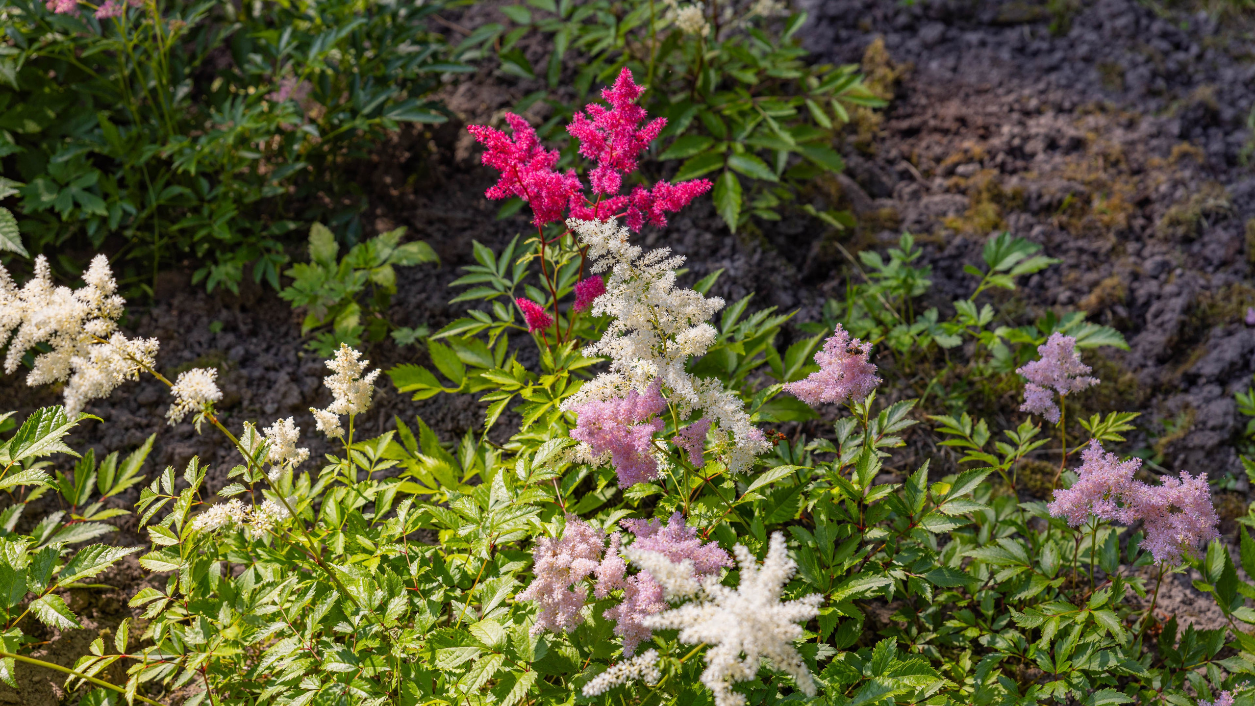2025 07 Выборг — Сортавала — Великий Новгород — Псков. Фотографии