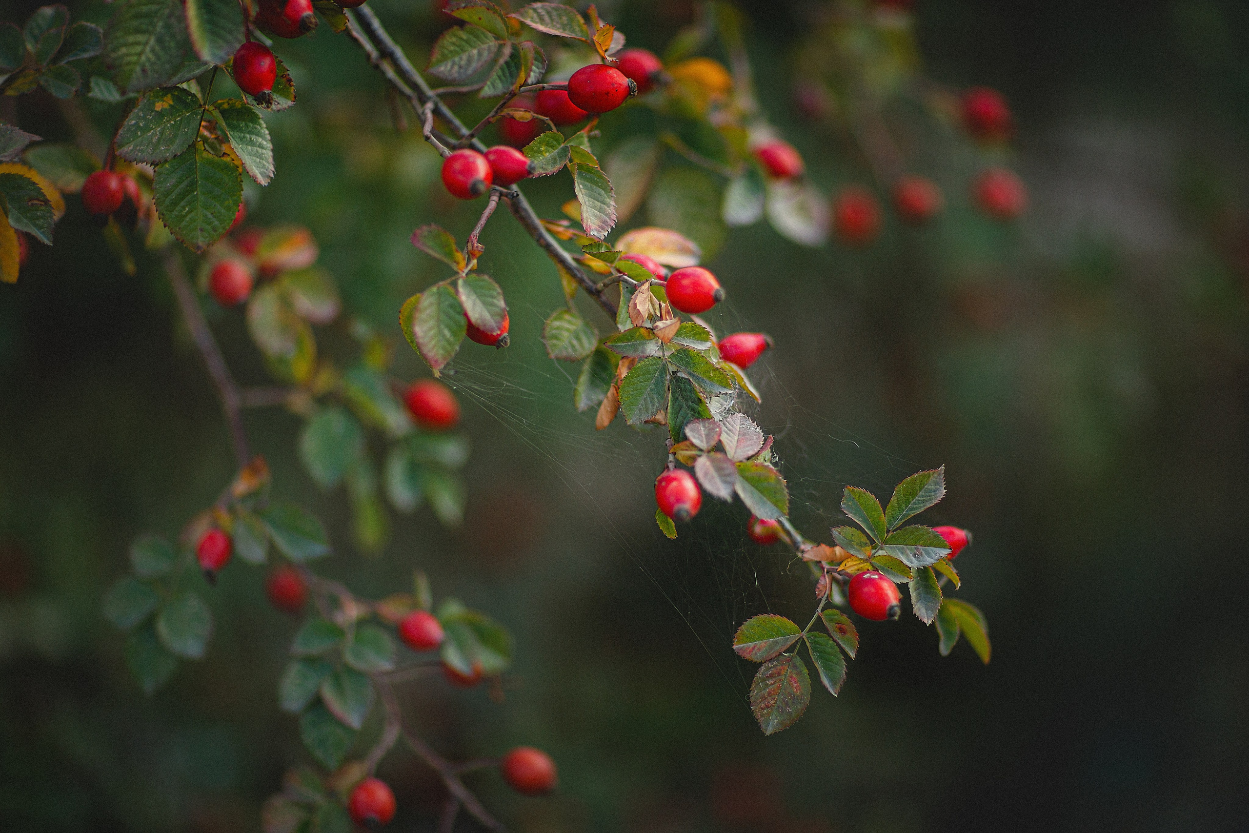 Проект «366»|2024|Фото каждый день. LENA GRACE photographer ||ЛЕНА ГРЭЙС фотограф