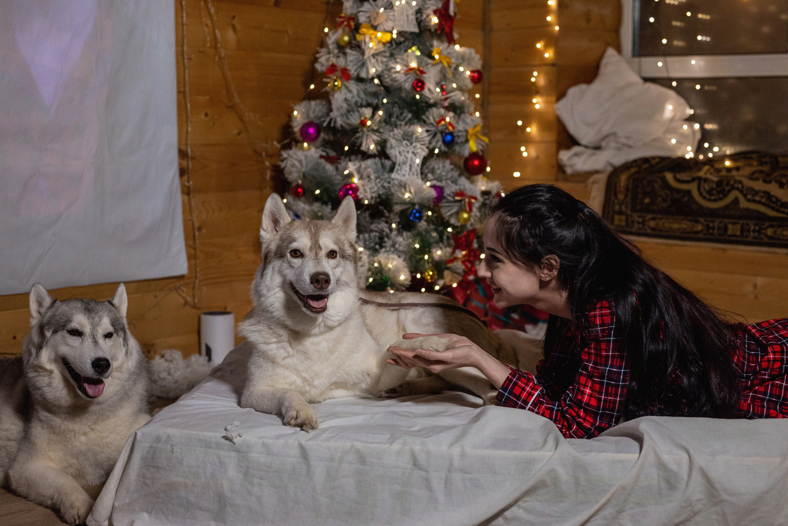 Фотопроект с хаски 2024 г. Фотограф в городе Салават