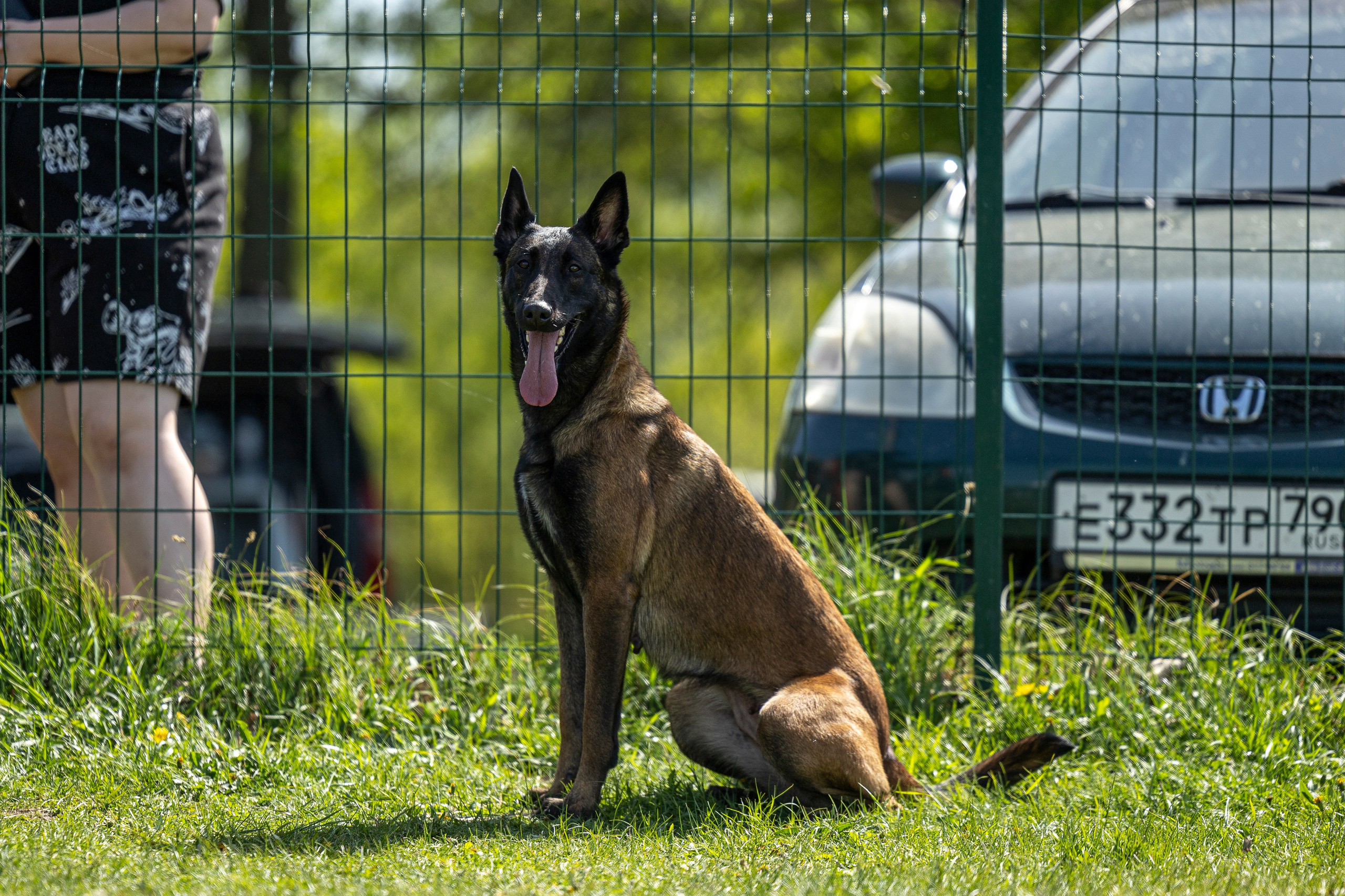 Испытания по мондьорингу в Нижнем Новгороде. Фотограф-анималист Анна Маринич
