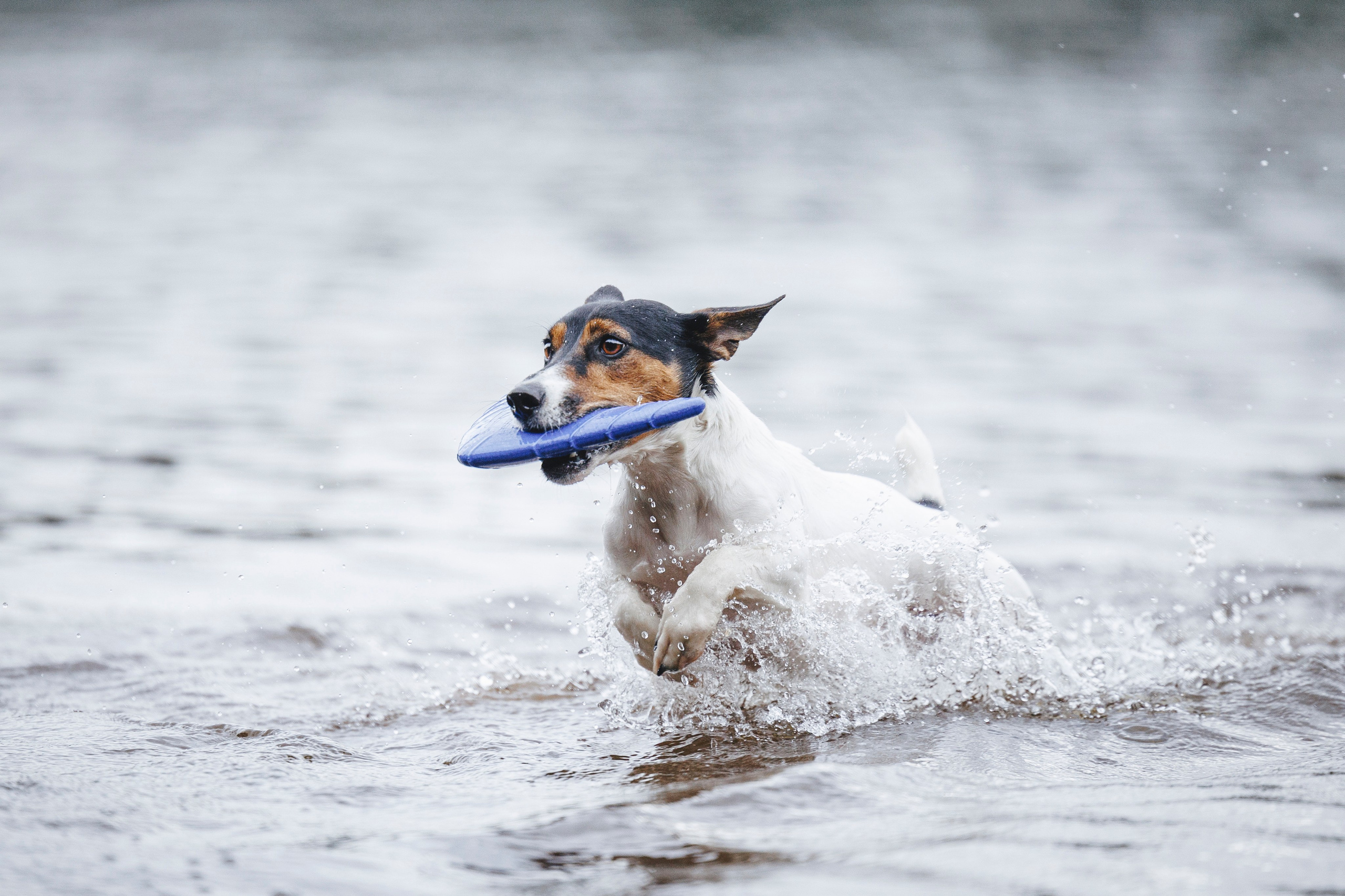 Ания и Ярик. Фотограф-анималист Анна Маринич