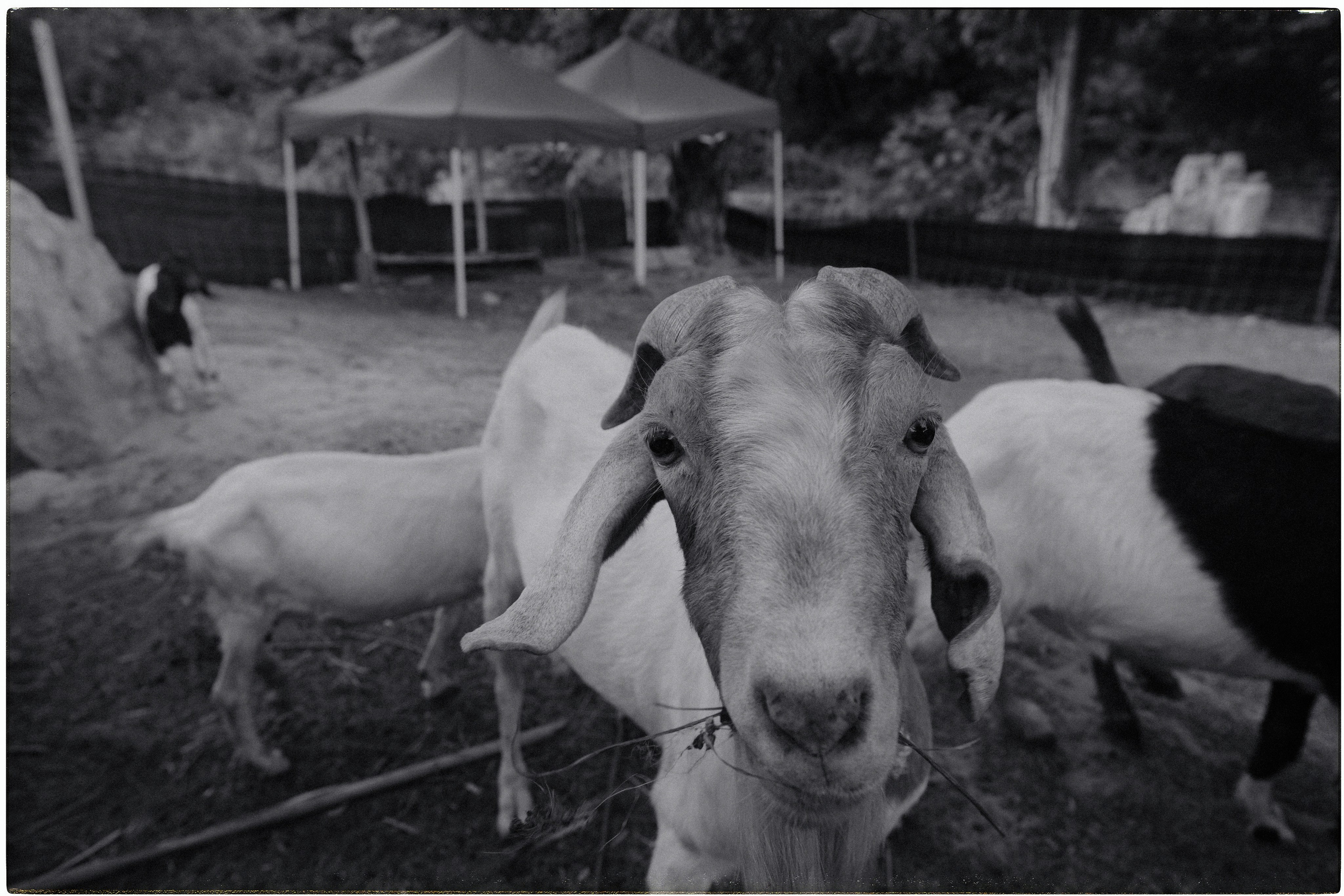 Таиланд. Портретный и репортажный фотограф в Санкт-Петербурге Дарья Сибирякова