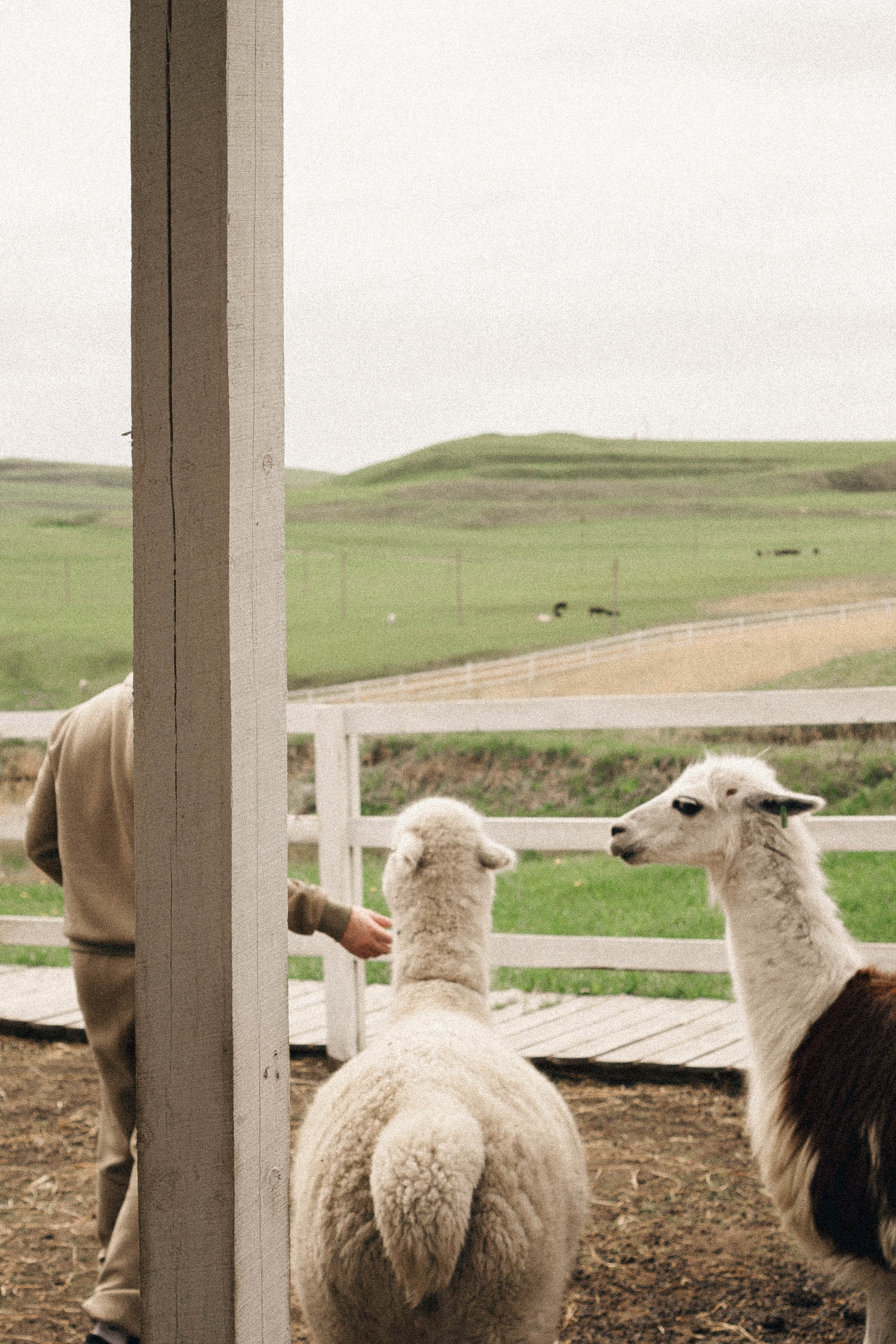 Ферма Альпак. Профессиональный фотограф, Санкт-Петербург — Виктория Богомолова