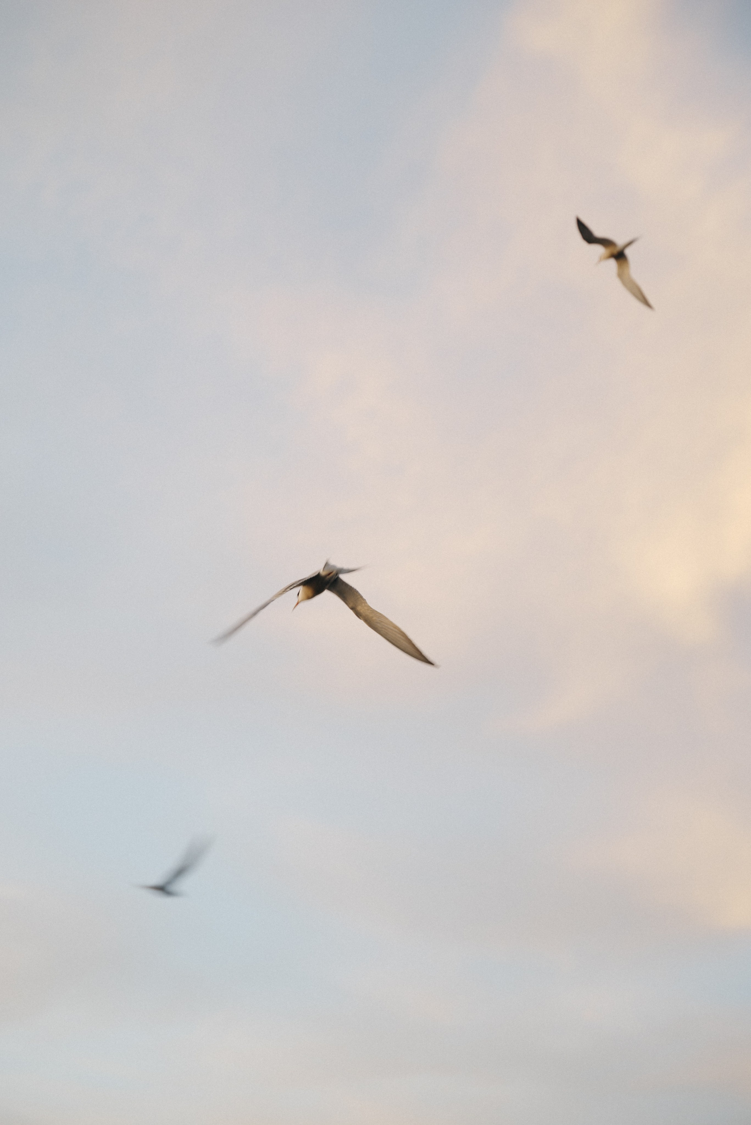 Елизавета и Роман. Репортажный и свадебный фотограф в Сургуте