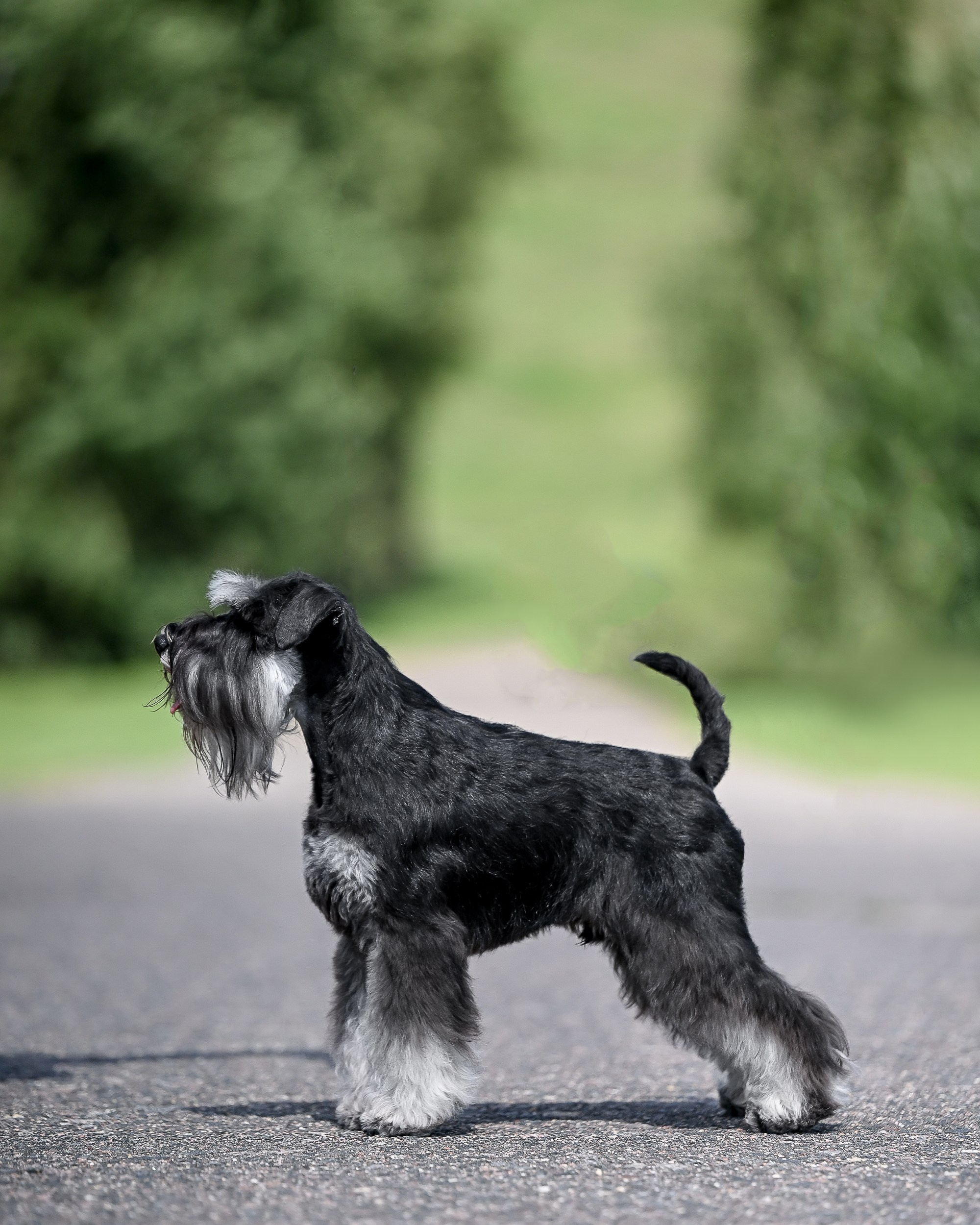 Цафир⚡️DELINSO BALANCE СZAFIR LUMIER