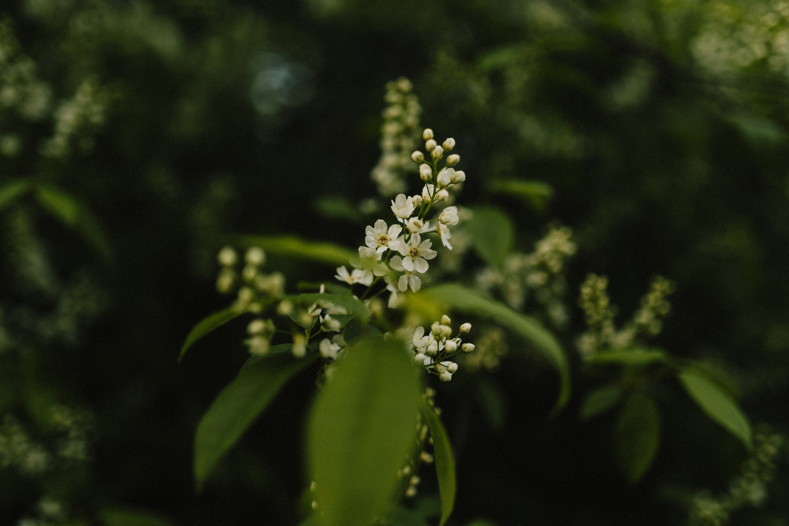 Ксения и Александр. Фотограф в Санкт-Петербурге