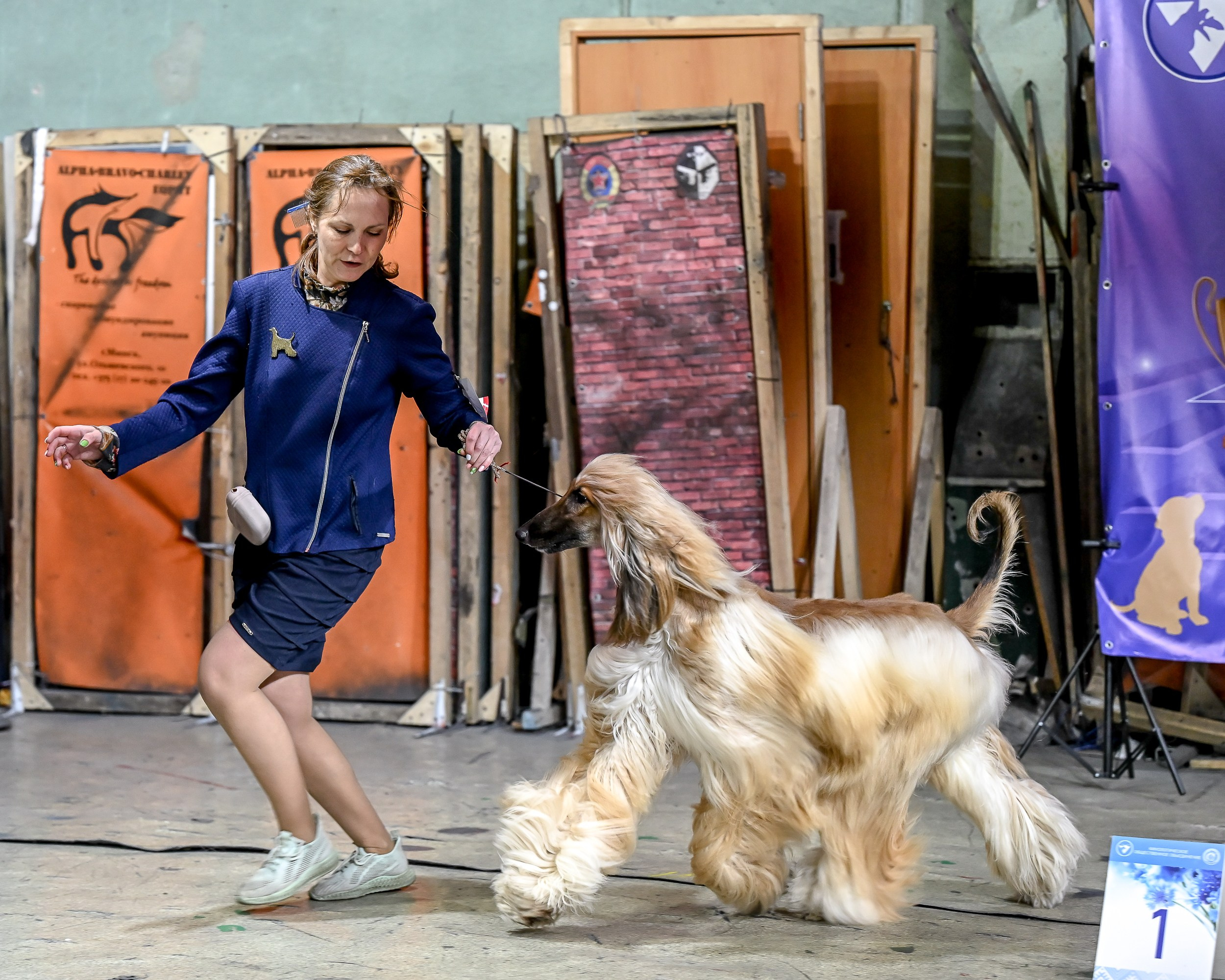 29.03.2026 KOO. Галерея фотографий афганской борзой