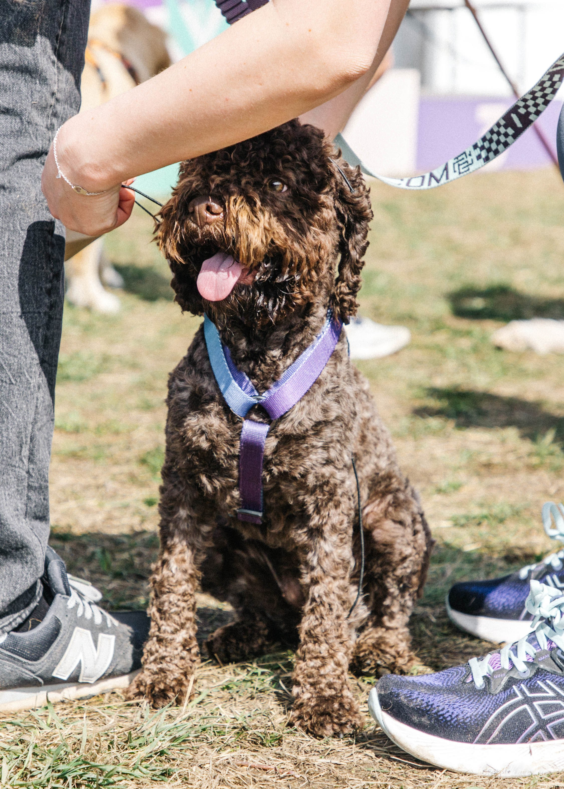 Кросс «Быстрый пёс» 2025. Репортажный фотограф в Москве