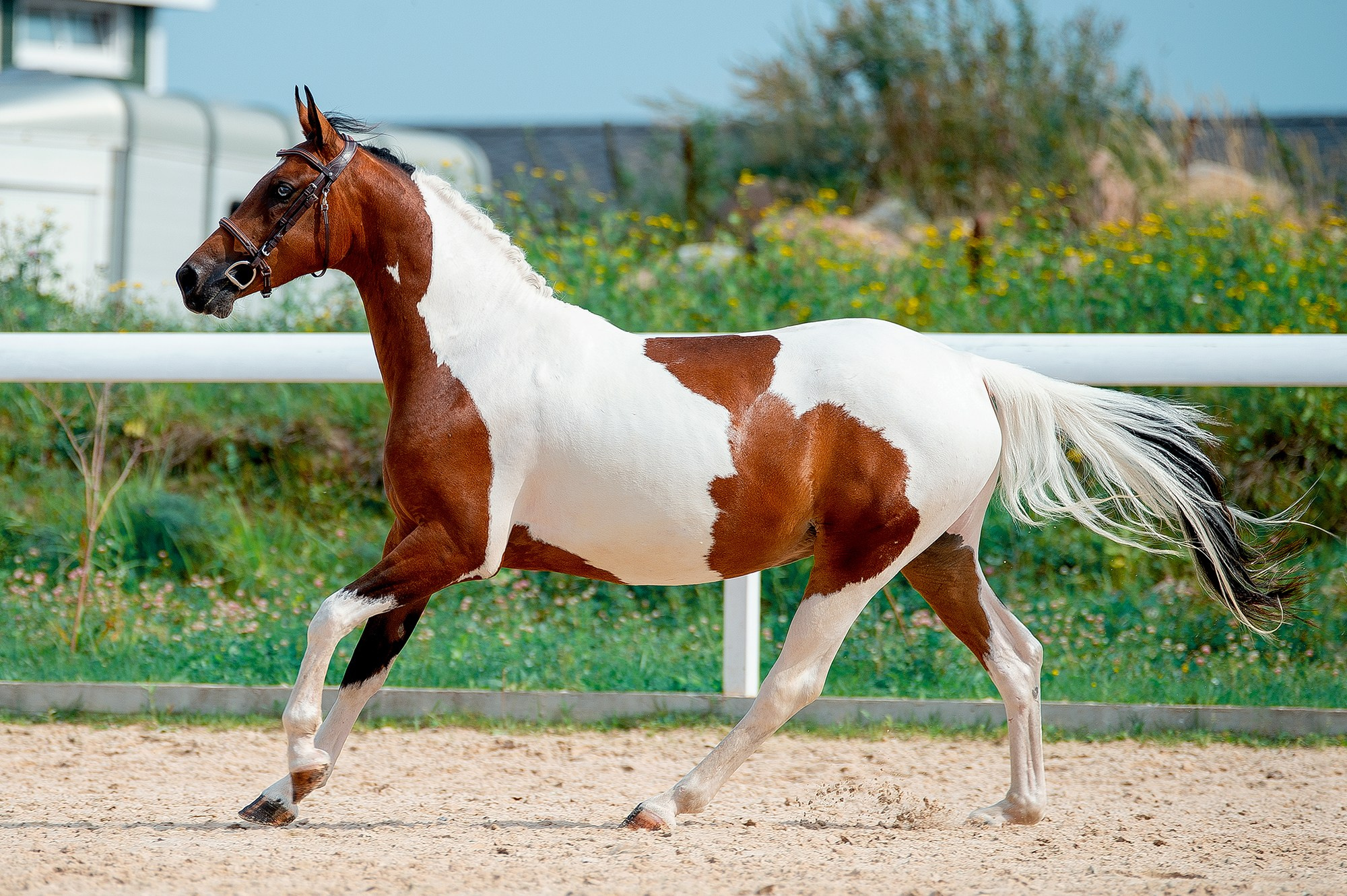 На свободе. Конный фотограф Alesya Safe