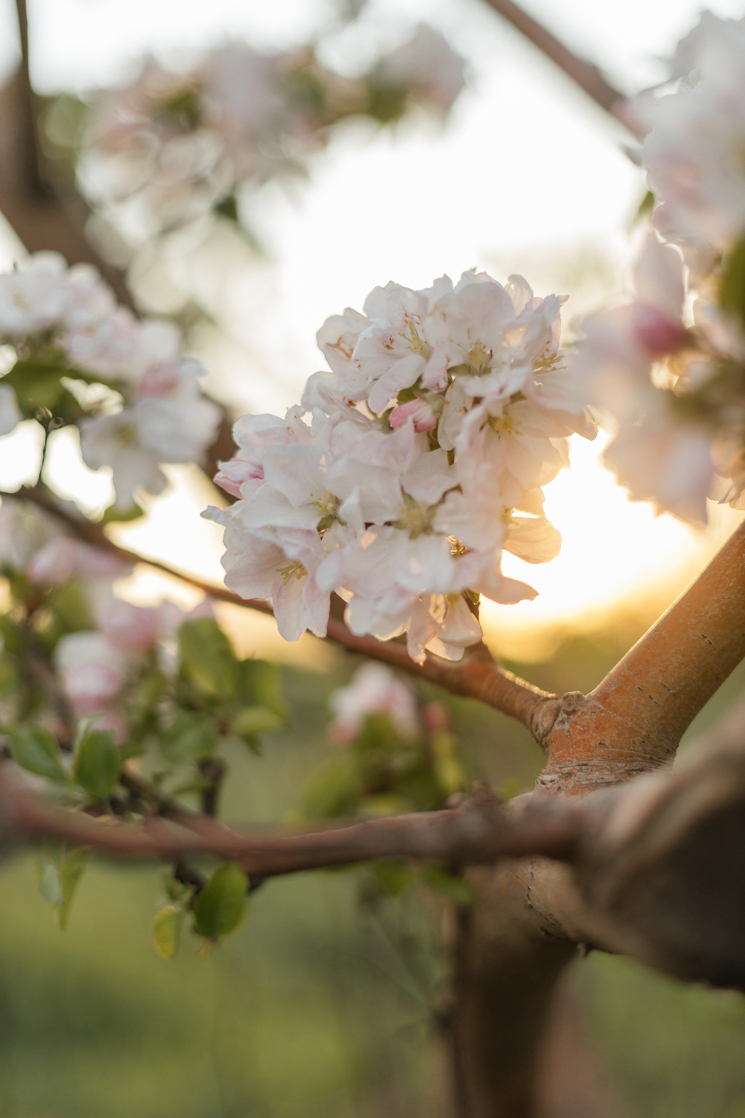 Алла. Фотограф Таганрог Любимая Надя